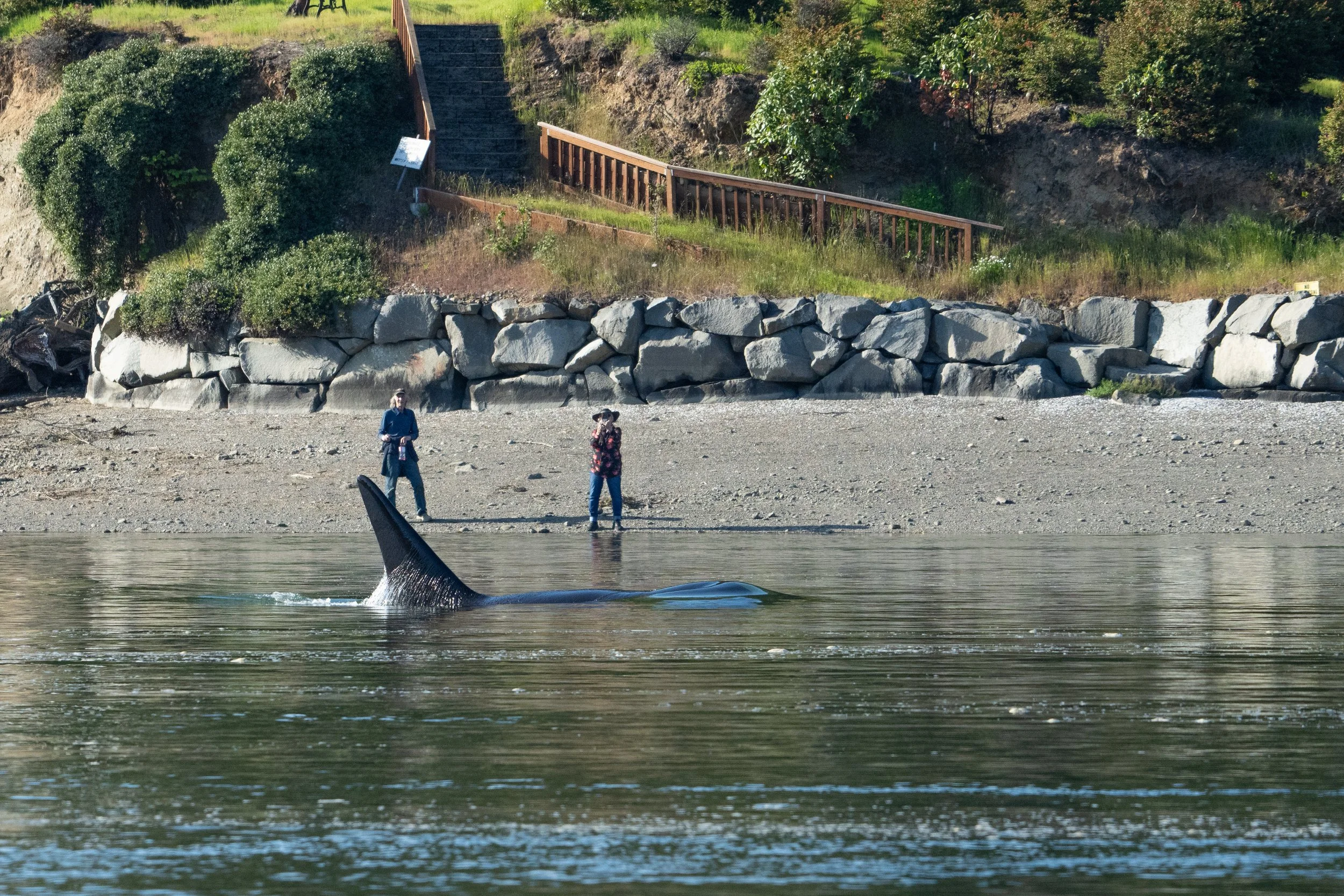 Whales and sealions May 7-8 2024 no LG-3.jpg