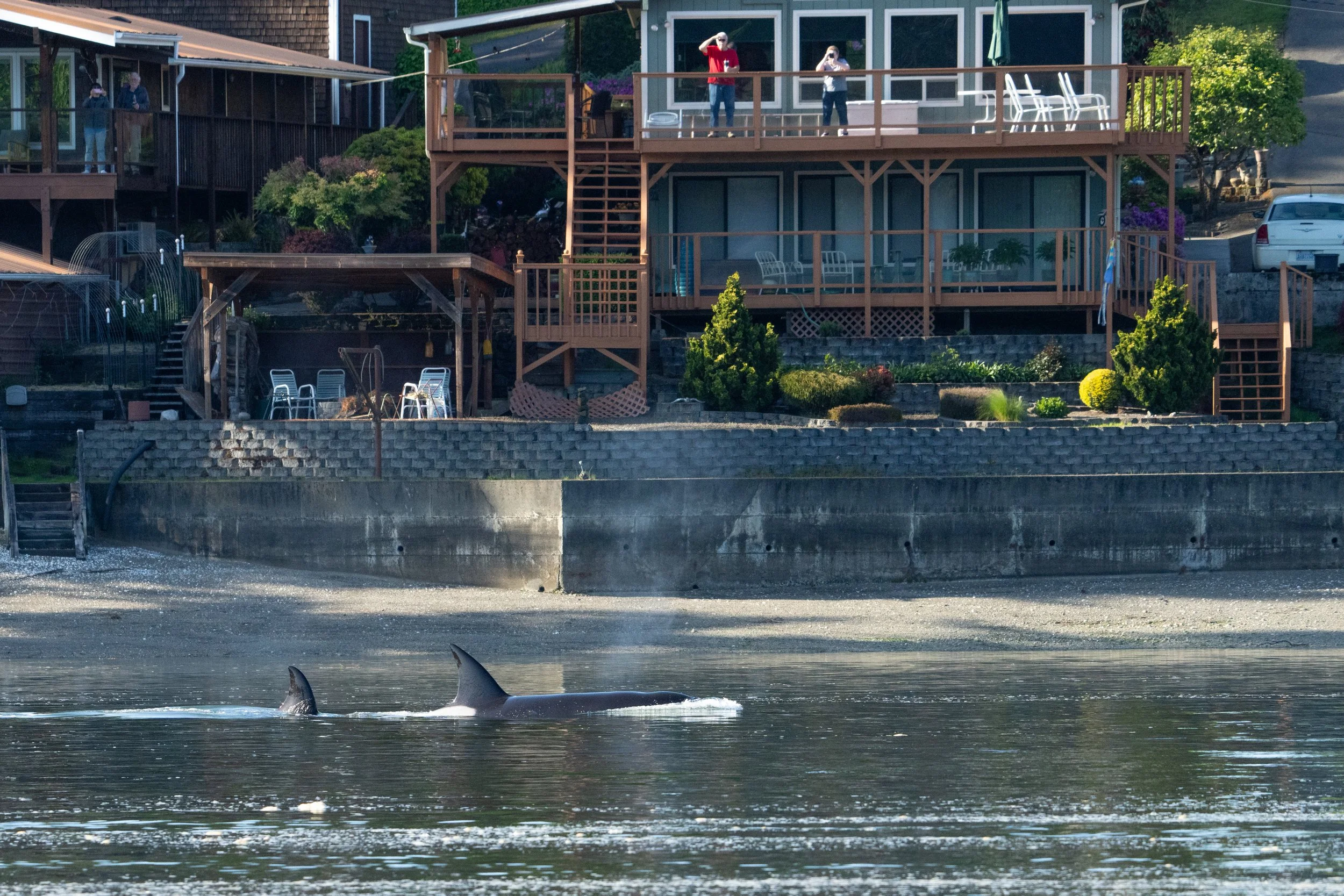 Whales and sealions May 7-8 2024 no LG-7.jpg