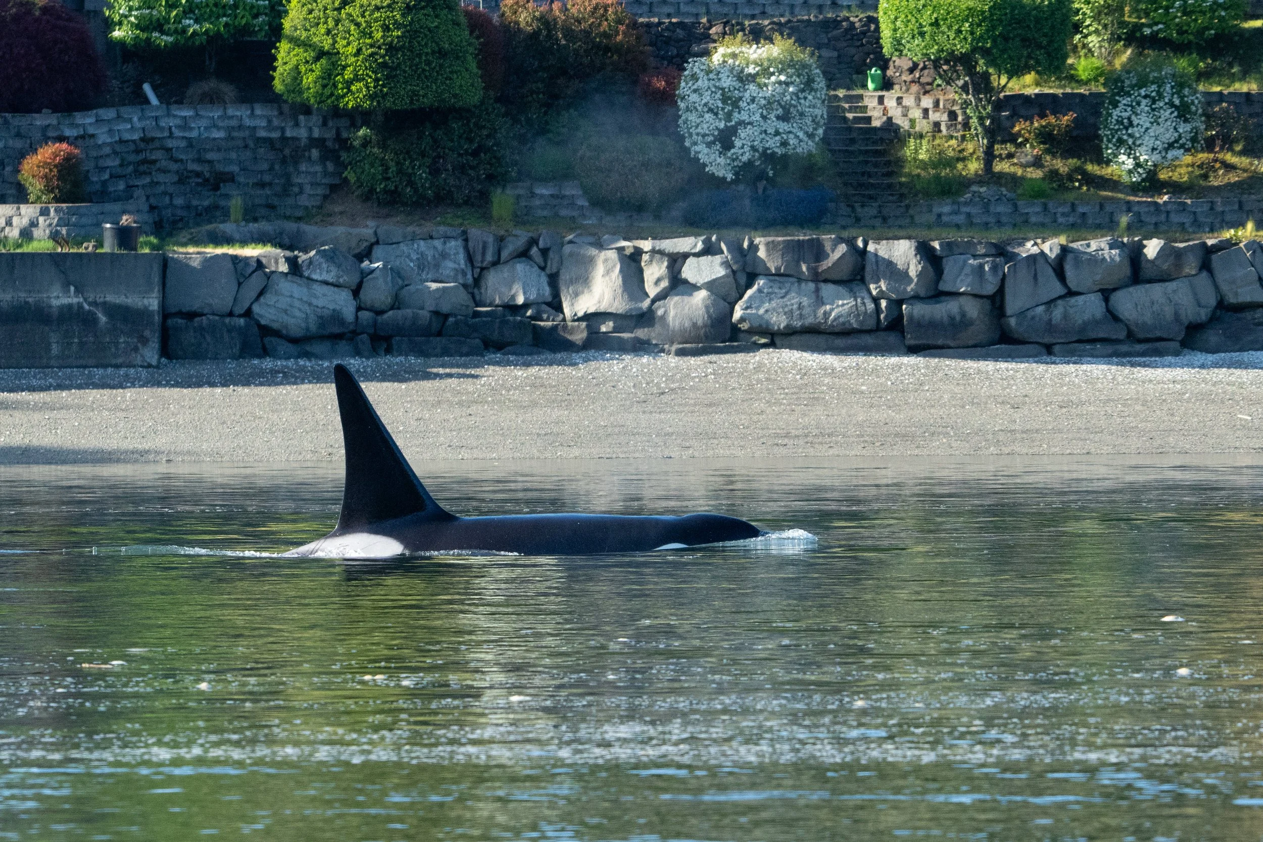 Whales and sealions May 7-8 2024 no LG-8.jpg