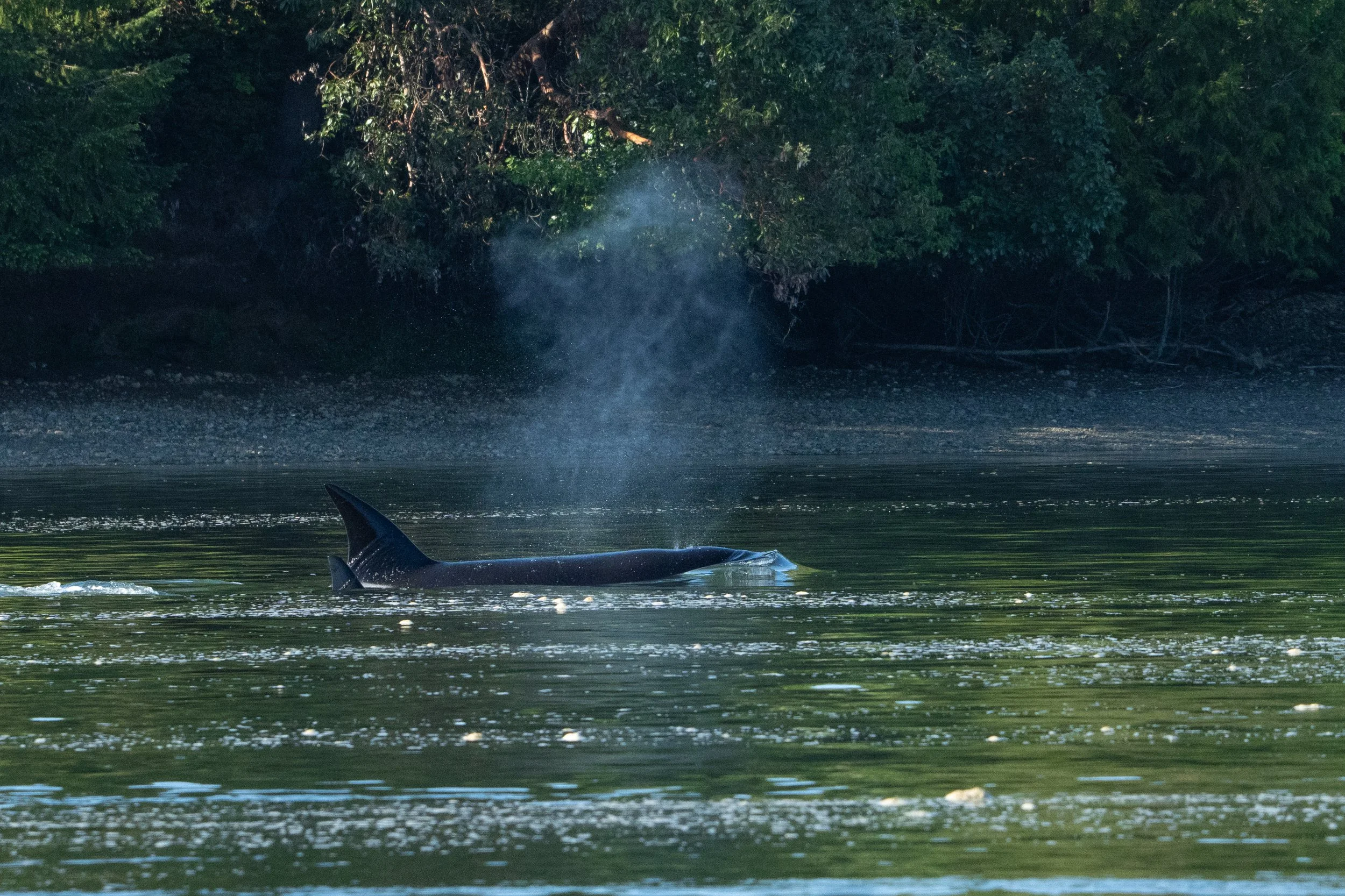 Whales and sealions May 7-8 2024 no LG-9.jpg