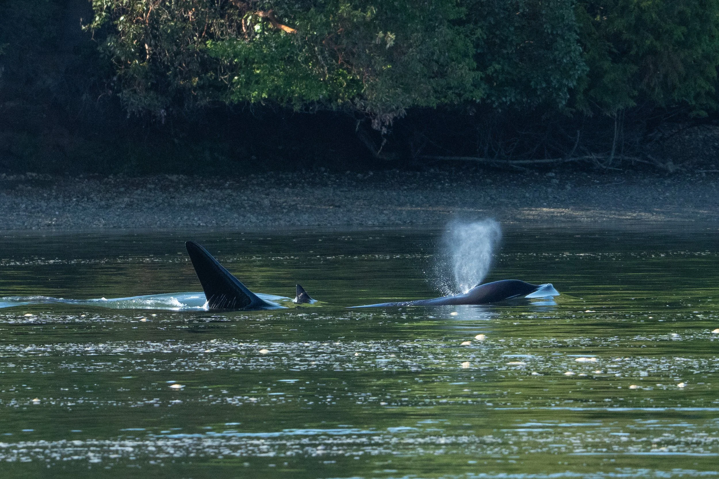 Whales and sealions May 7-8 2024 no LG-10.jpg