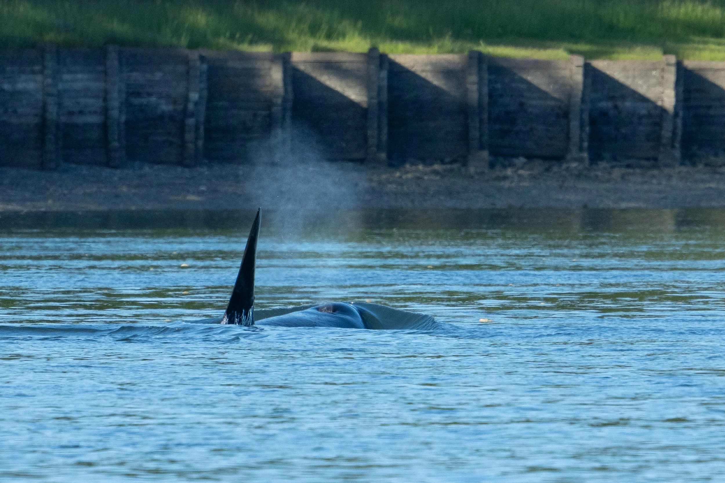 Whales and sealions May 7-8 2024 no LG-12.jpg
