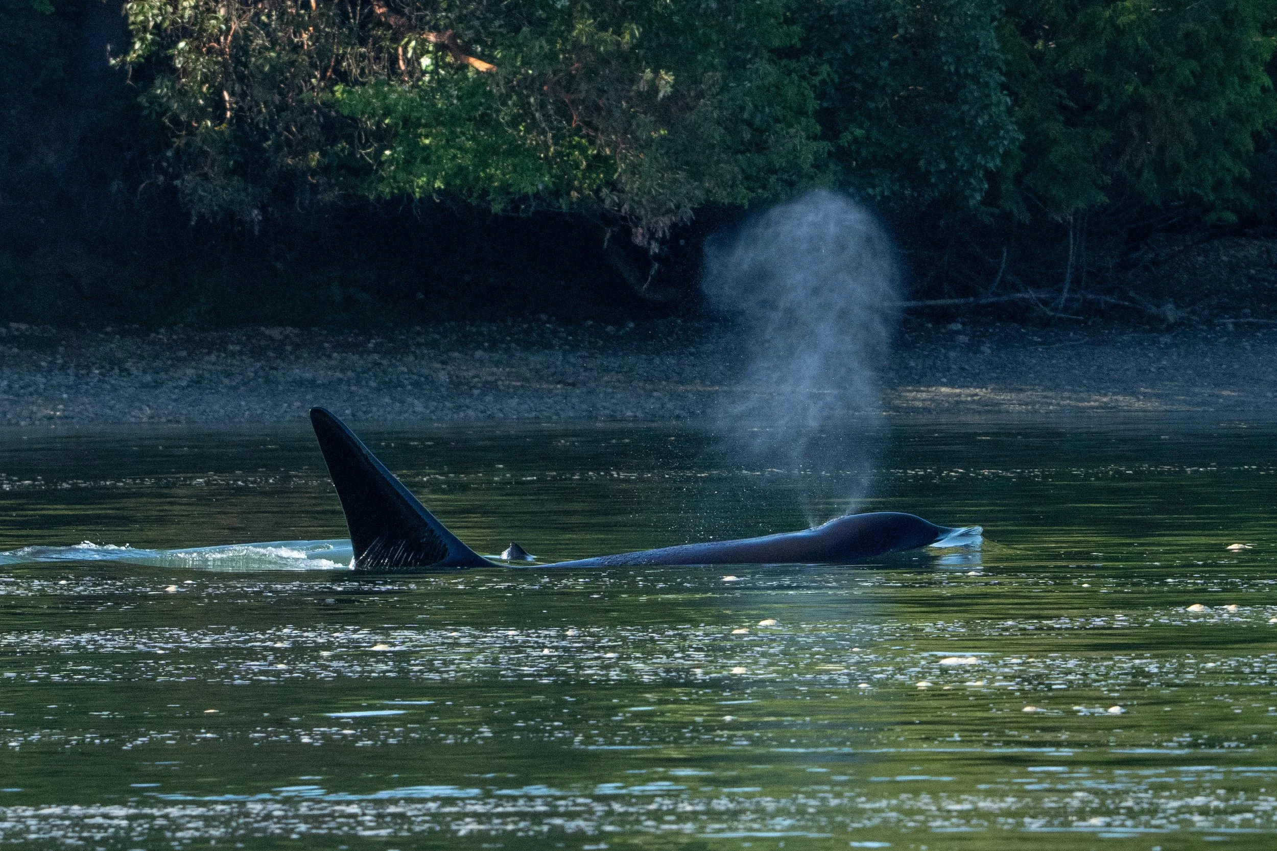 Whales and sealions May 7-8 2024 no LG-11.jpg
