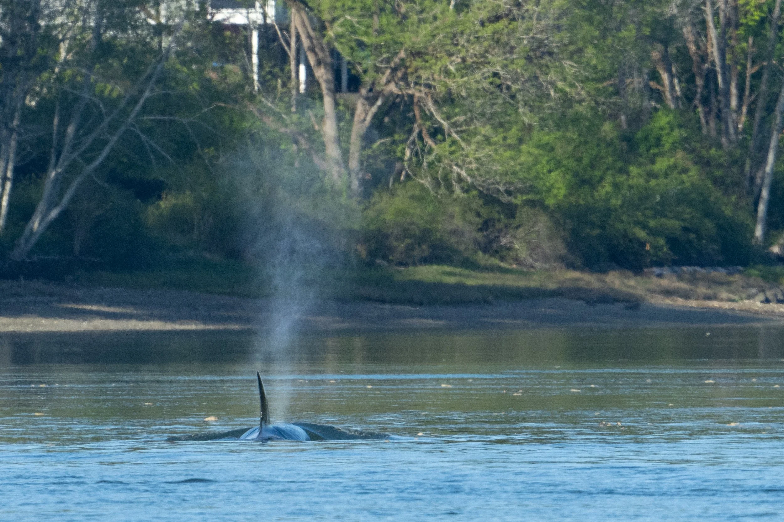 Whales and sealions May 7-8 2024 no LG-13.jpg
