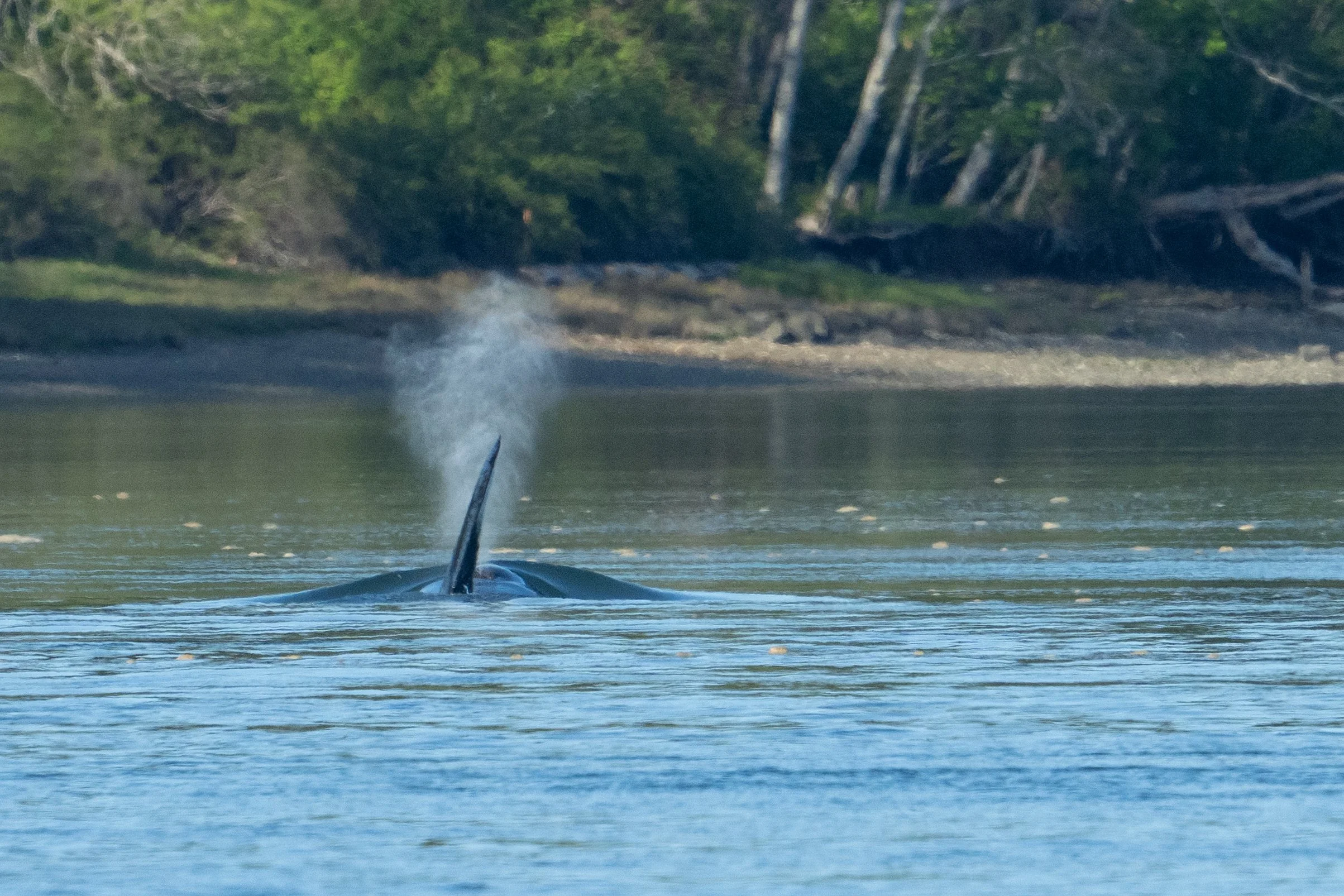 Whales and sealions May 7-8 2024 no LG-15.jpg