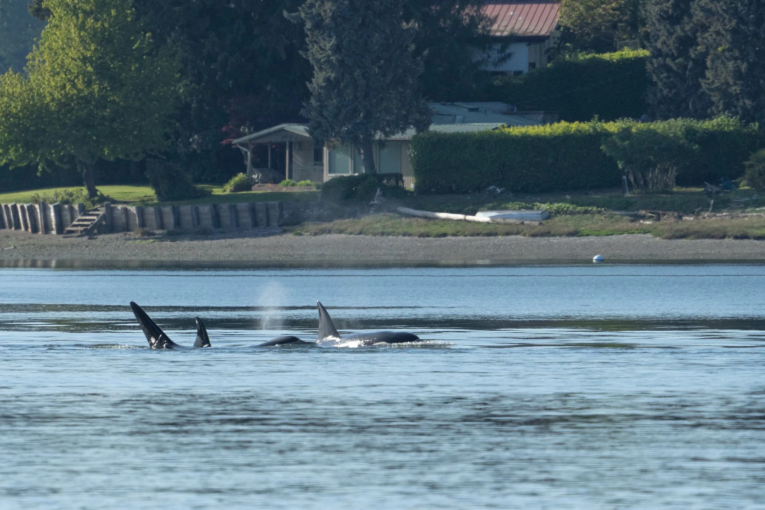 Whales and sealions May 7-8 2024 no LG.jpg