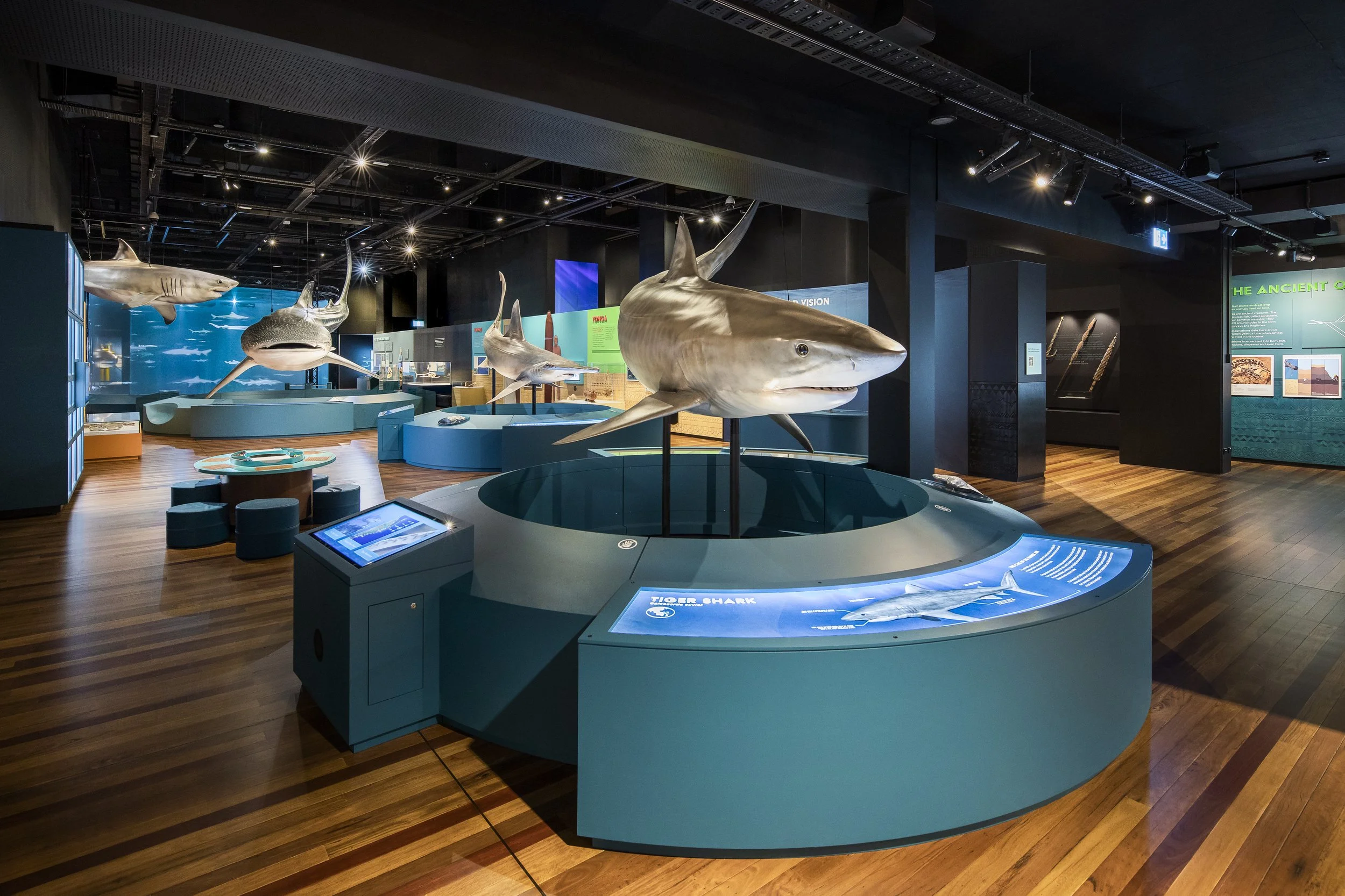  Sharks, Australian Museum 