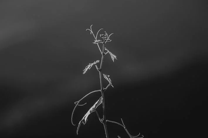 Tohu-Whenua-Awa023.jpg