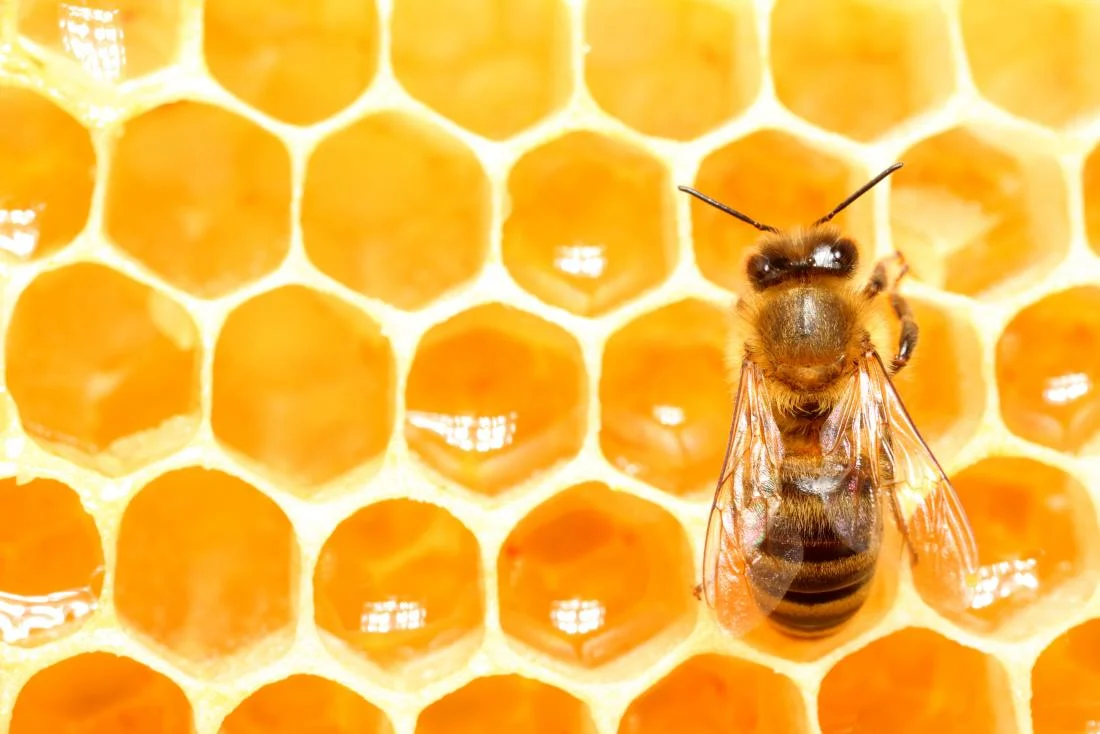 corigem bee propolis.jpg