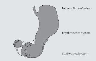 Fig. 2: The Threefold Stomach: understanding antral hypomotility—Nerve-Sense System, Rhythmic System, and Metabolic System