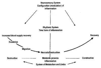 Fig. 4. Inflammation. Destructive "day aspect" that goes with pain, and constructive, healing "night aspect" Threefold nature of the human organism in inflammation.