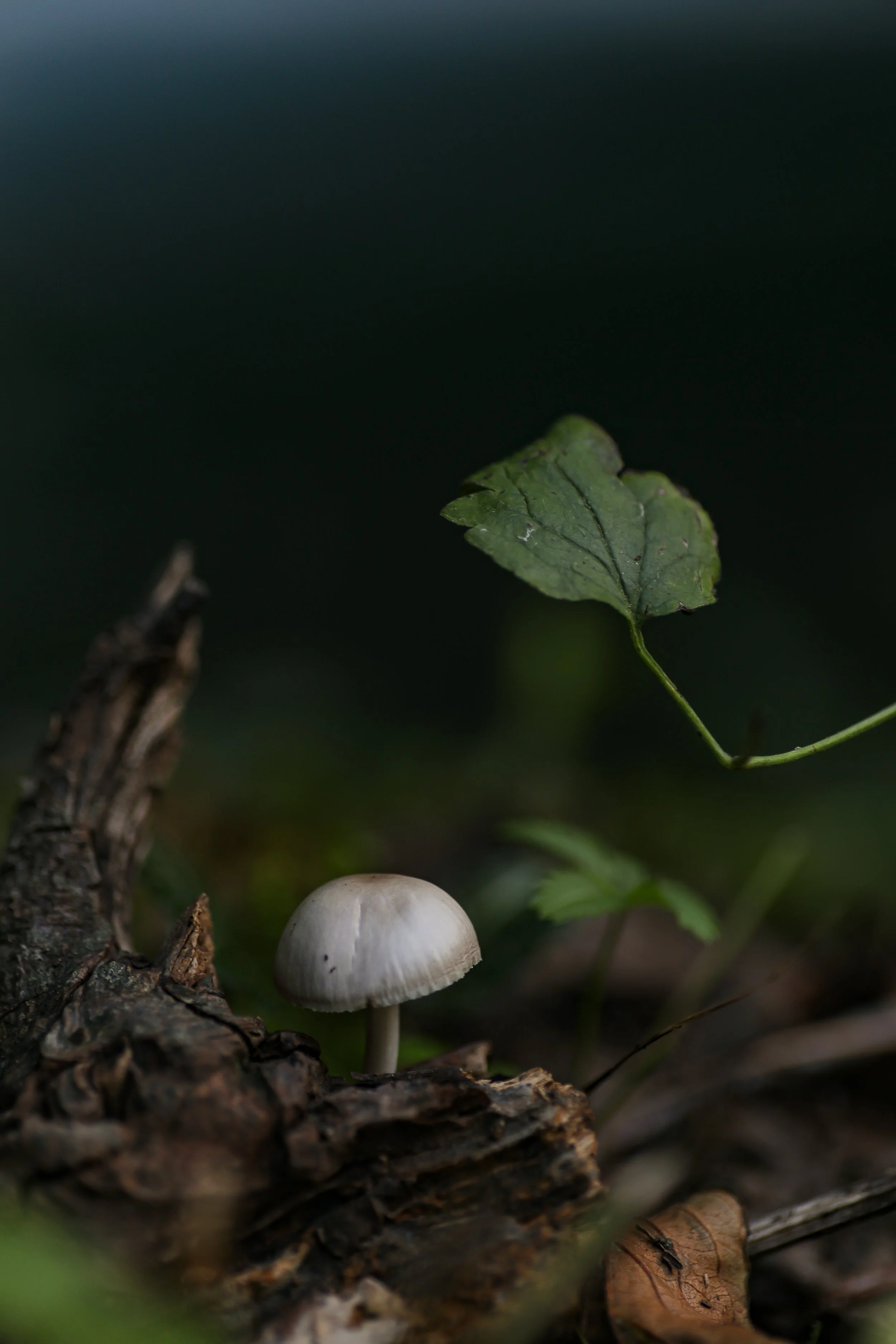 BIH-nature-3.JPG