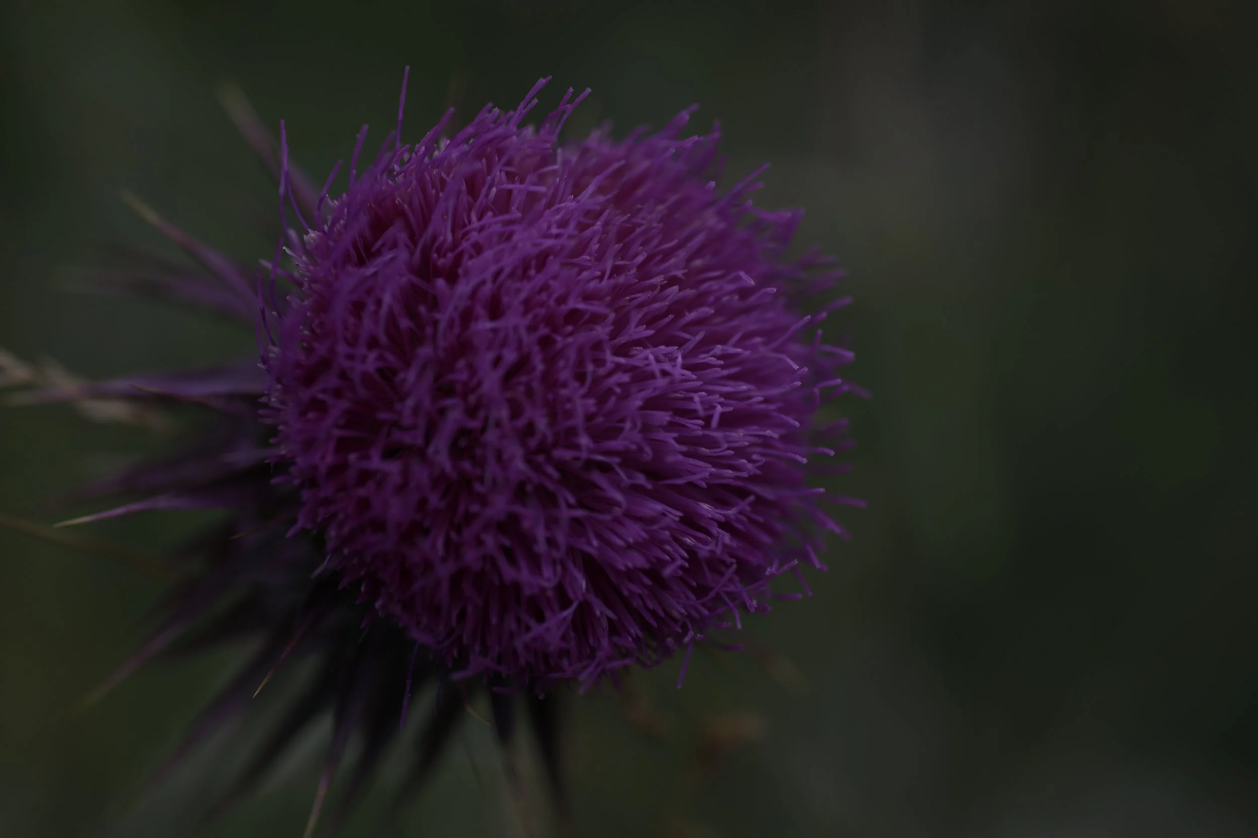 BIH-nature-6.JPG