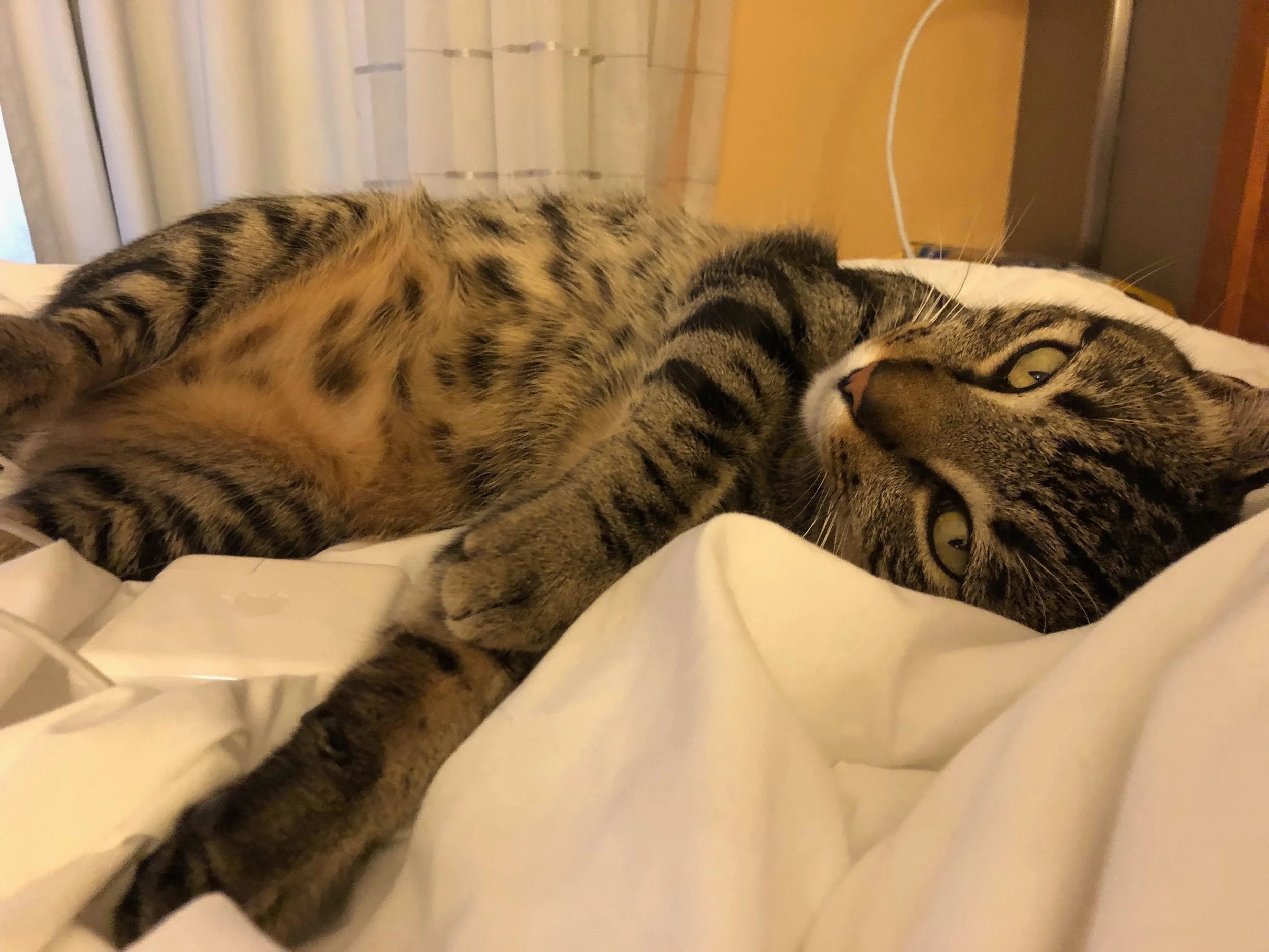 Sultry+Ned+on+Bed.jpg