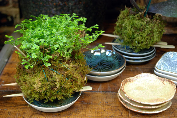 Selaginella Kokedama web edit.jpg