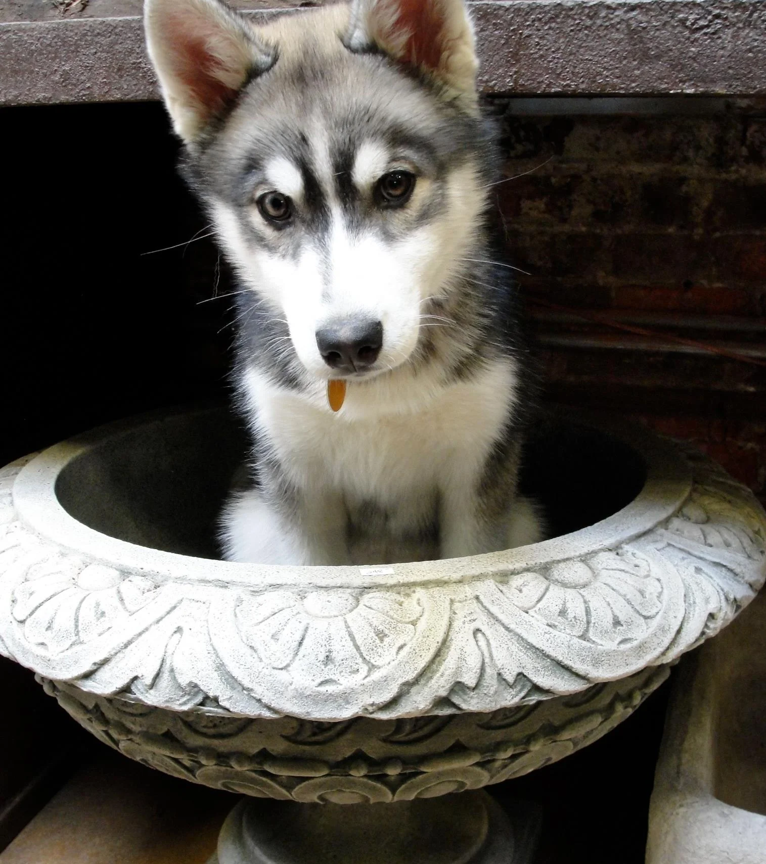 Puppy dogs...We ARE dog friendly. Bring your four legged friends!