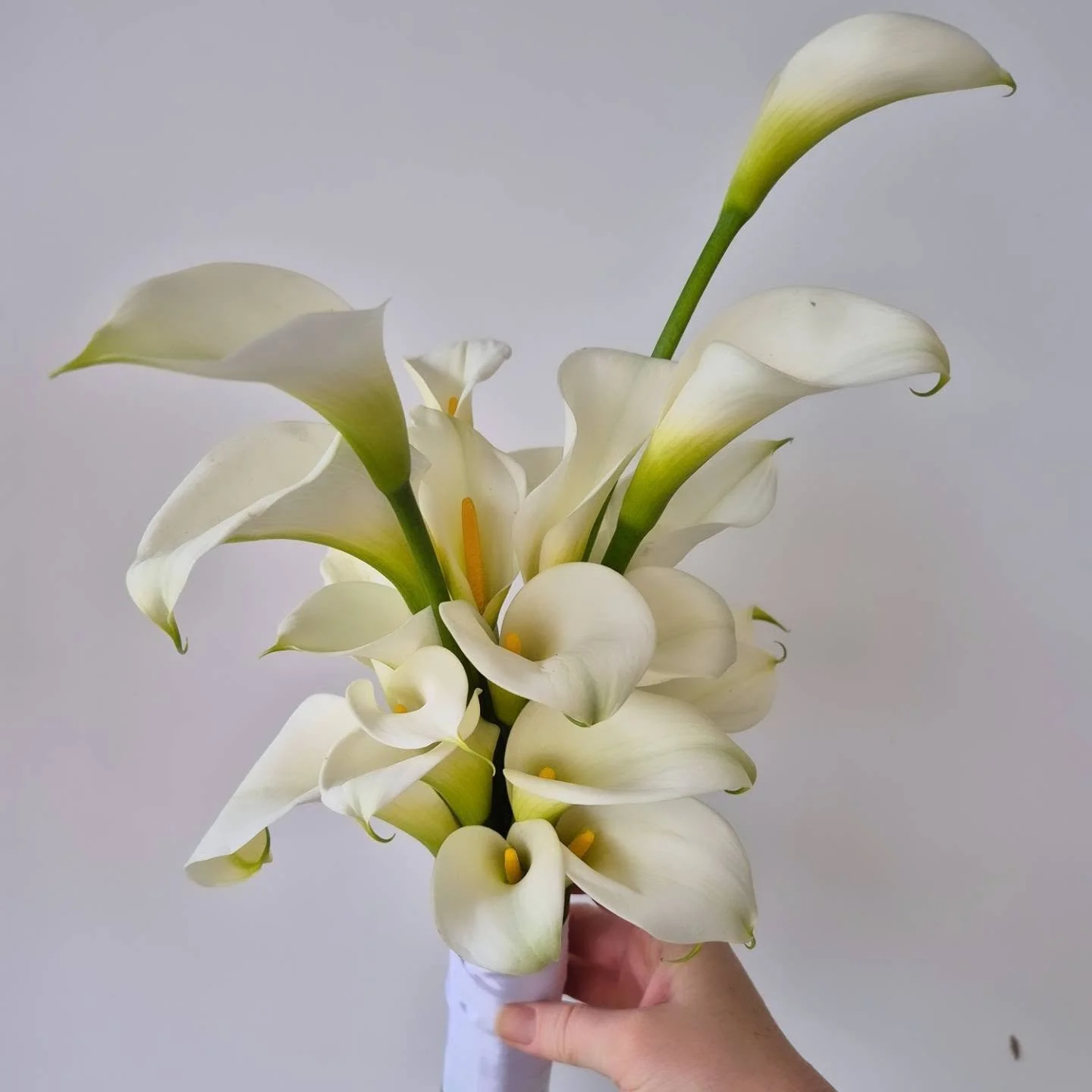 For SAGUN💍 
Sculptured | Trending | Bouquet
Calla Lillies en masse. She's unique and understated in a luxe way.
Send to your wedding planning bestie and enquire via the link 

www.darlingevents.com.au 

#sydneyweddingflowers #darlingevents #callalil
