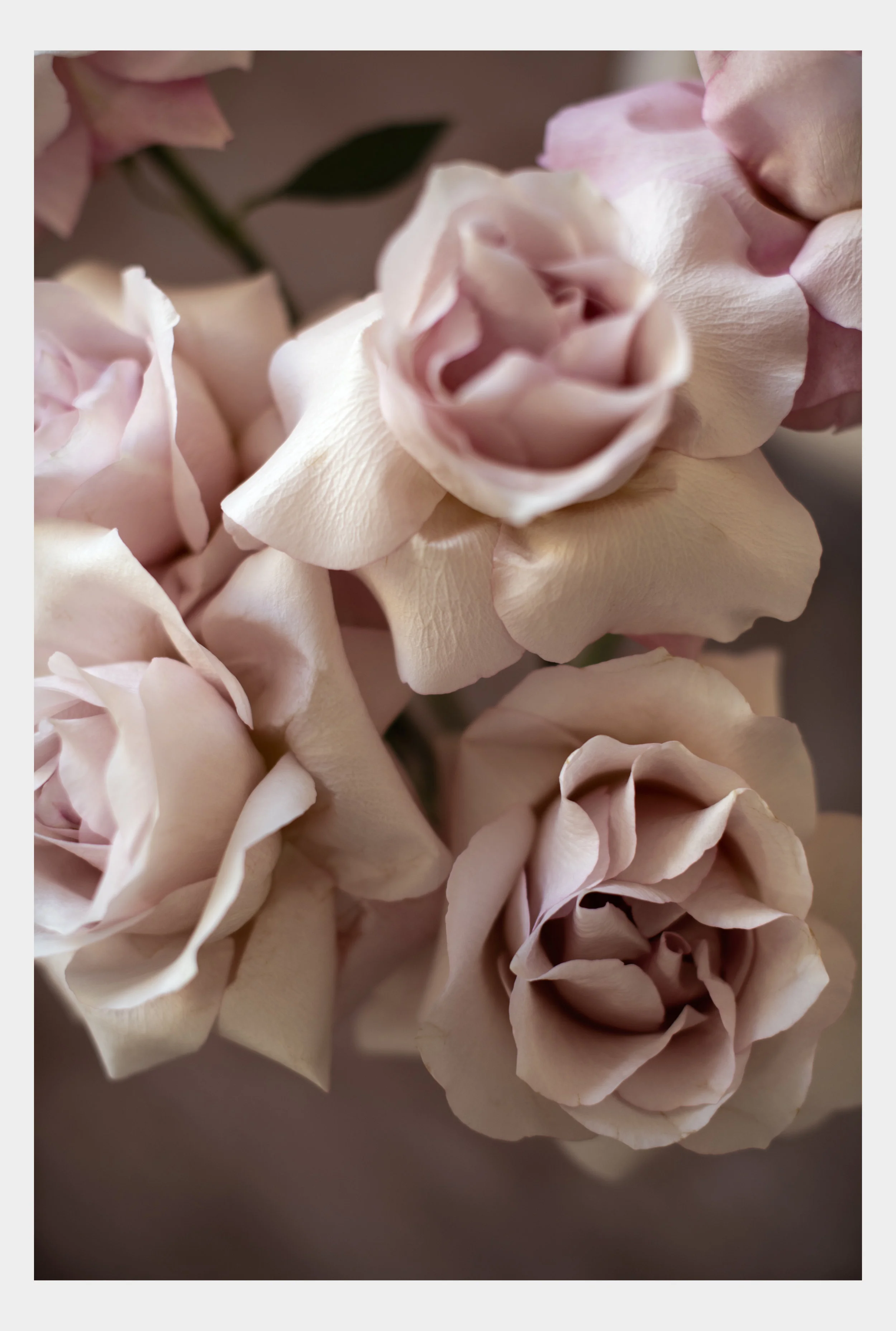 blush4.jpg