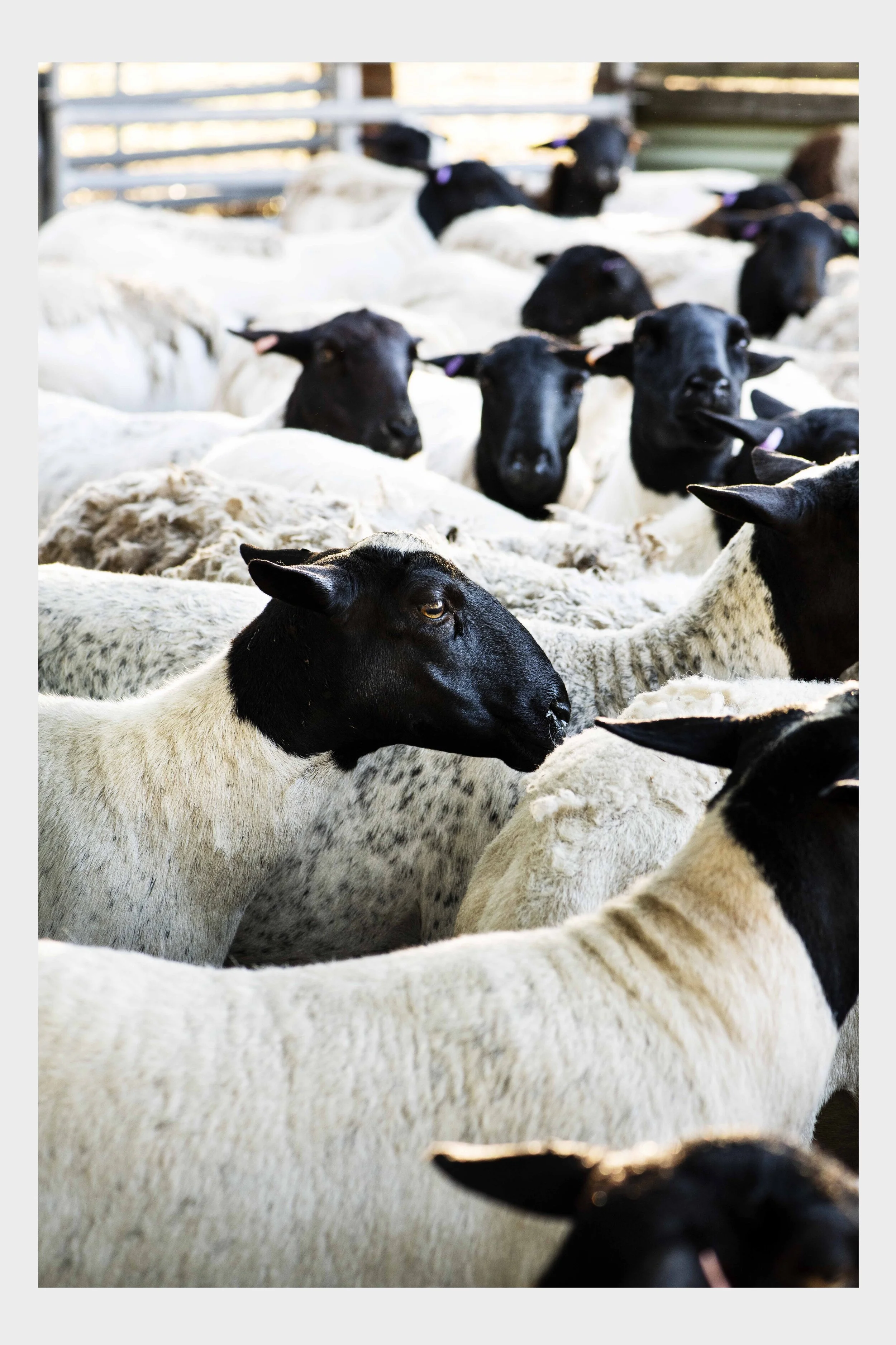 Highfield farm 4.jpg
