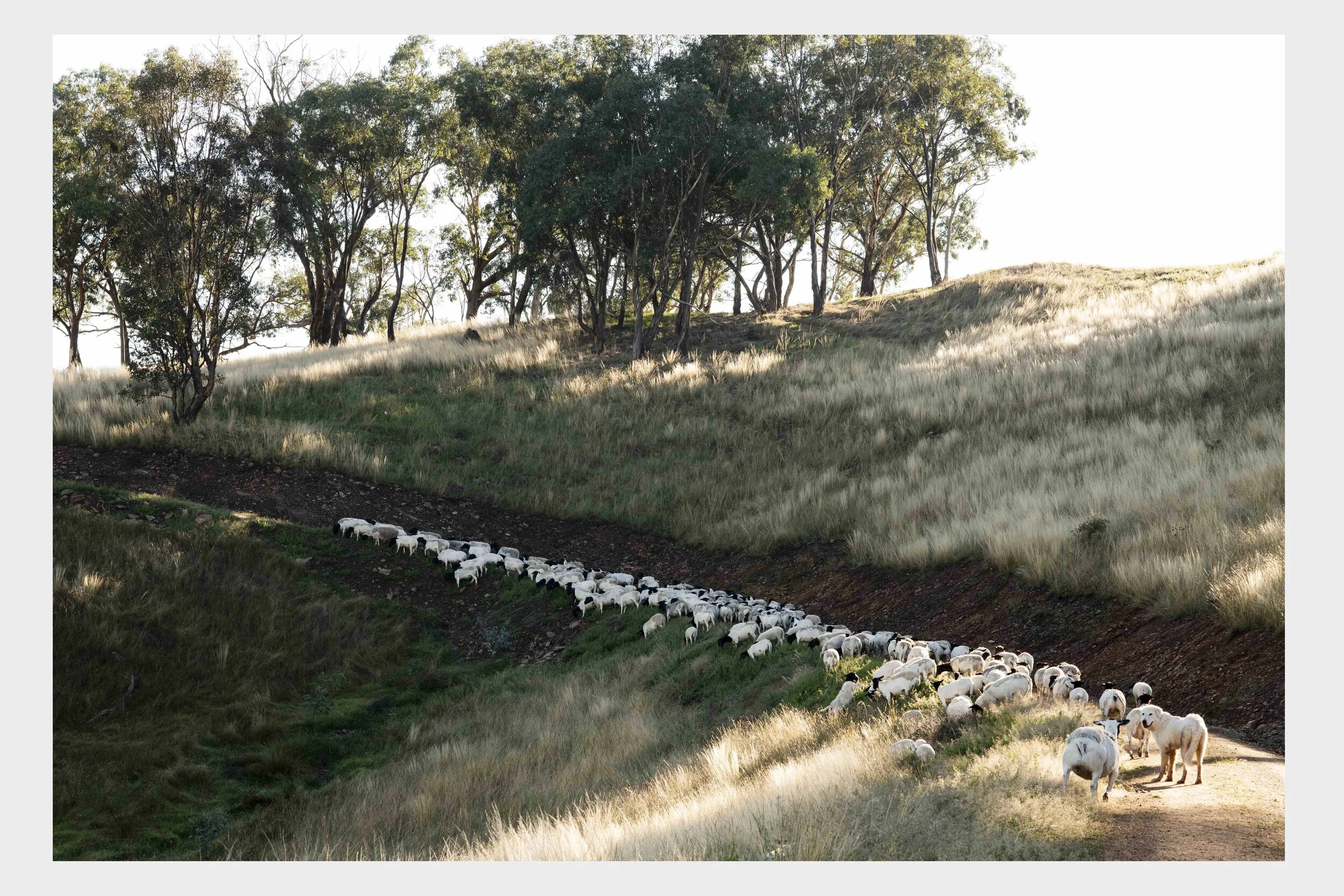 Highfield farm 7.jpg