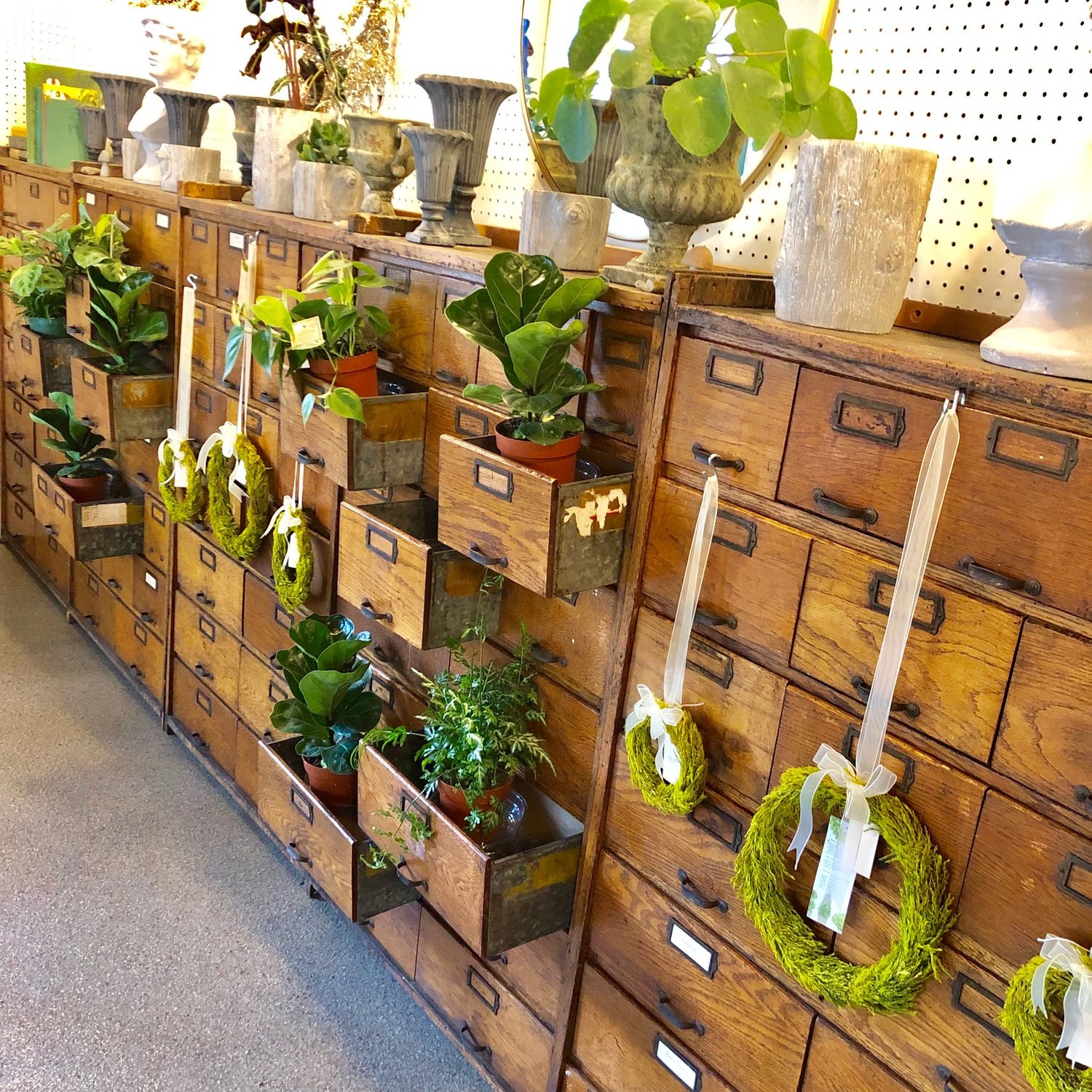 The Forest Flower A Garden Center Indoor Plant A Garden Center Indoor Plant