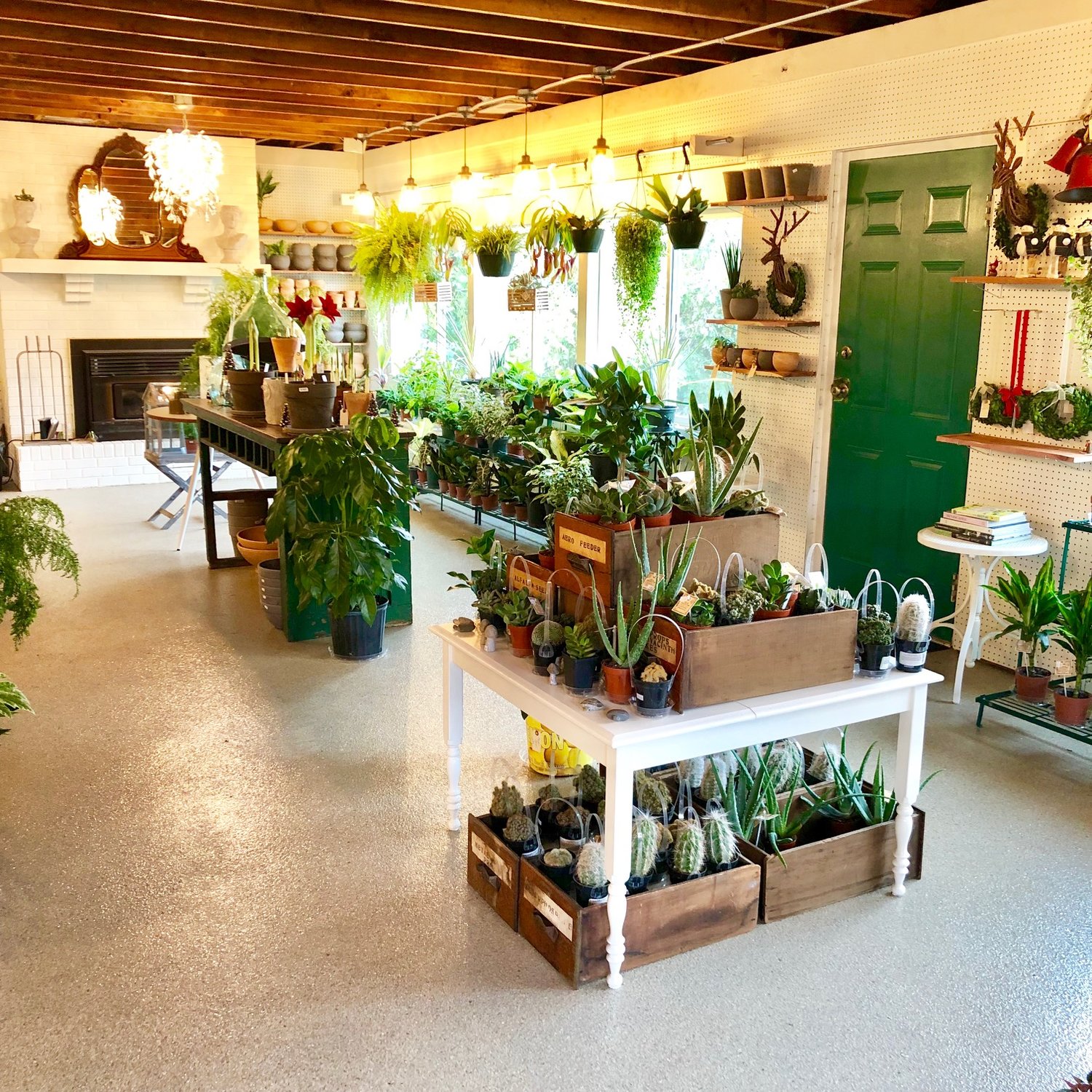 The Forest Flower A Garden Center Indoor Plant A Garden Center Indoor Plant