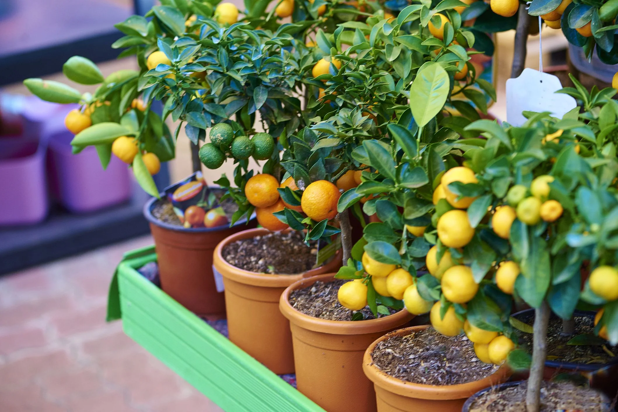 dwarf-citrus-trees.jpg