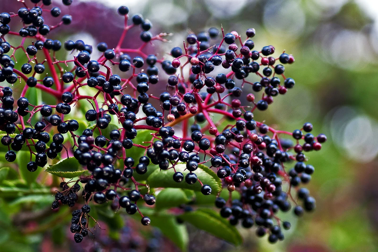 growing-elderberries.jpg