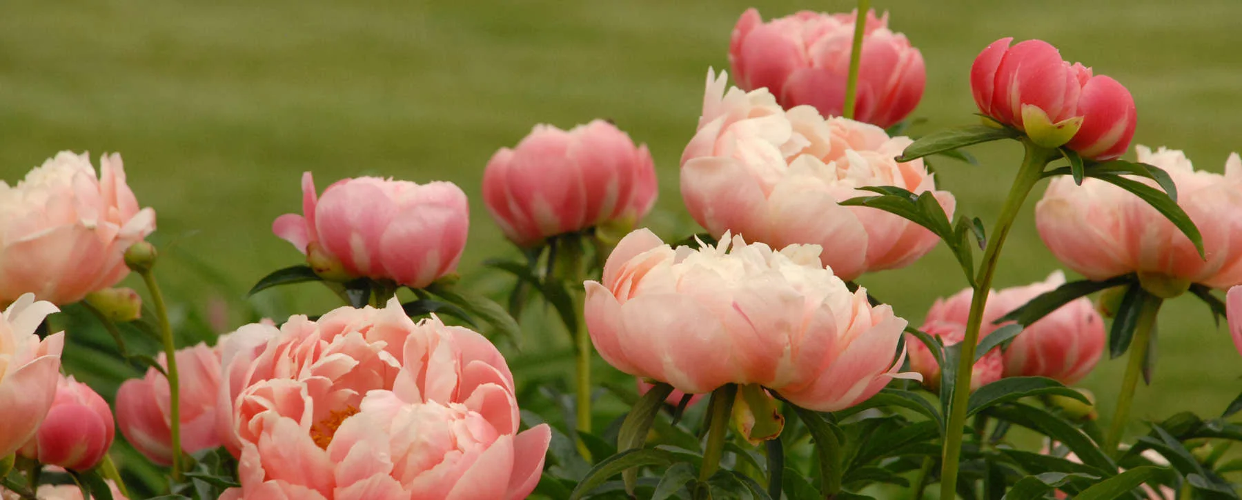 growing-peonies.jpg