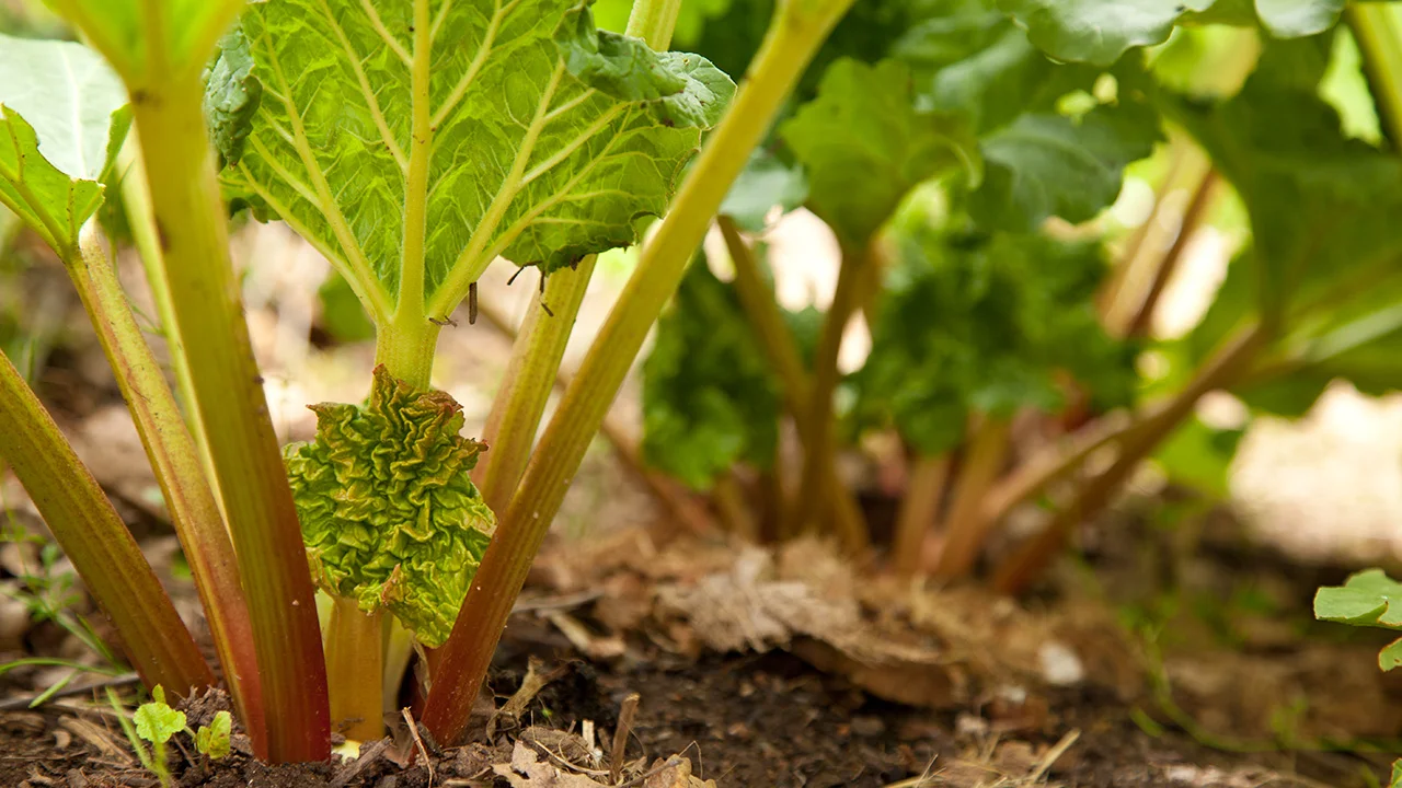 growing-rhubarb.jpg