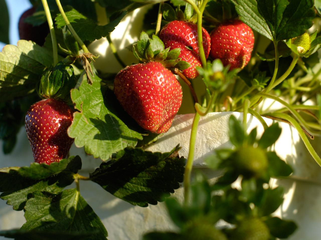 growing-strawberries.jpeg