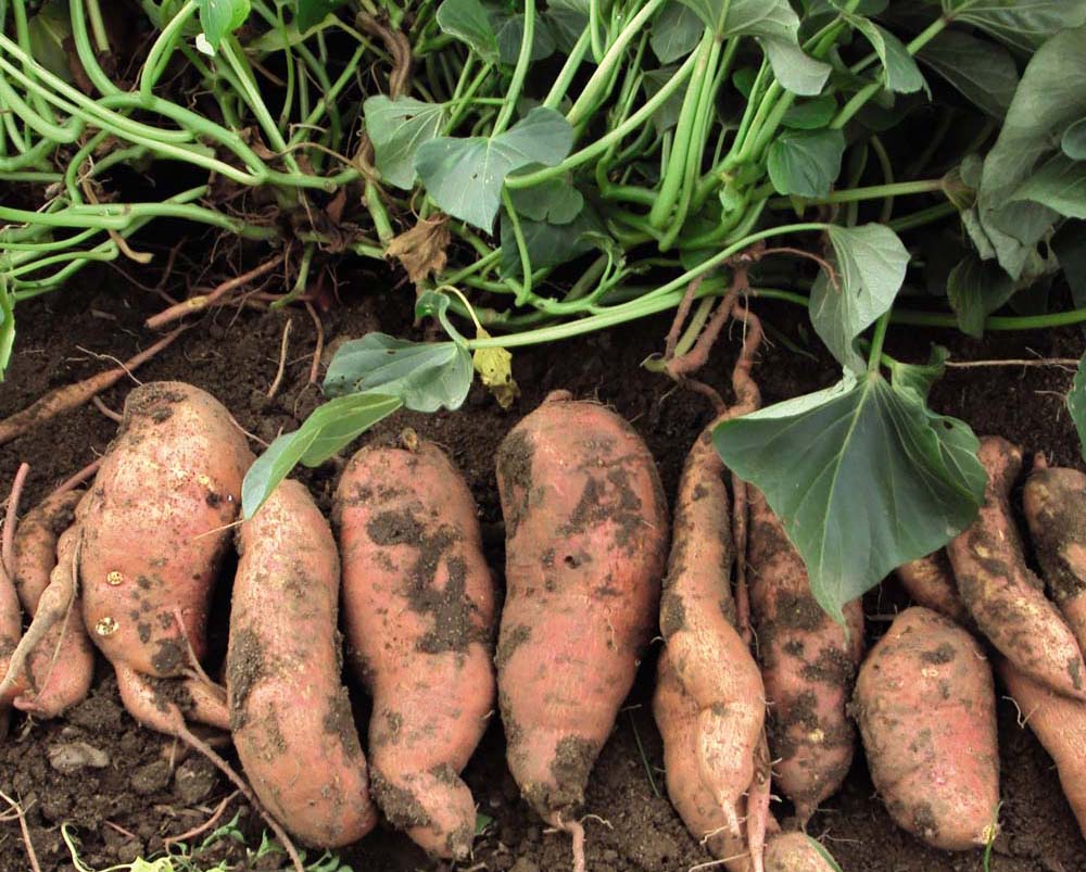 growing sweet potatoes — the forest flower