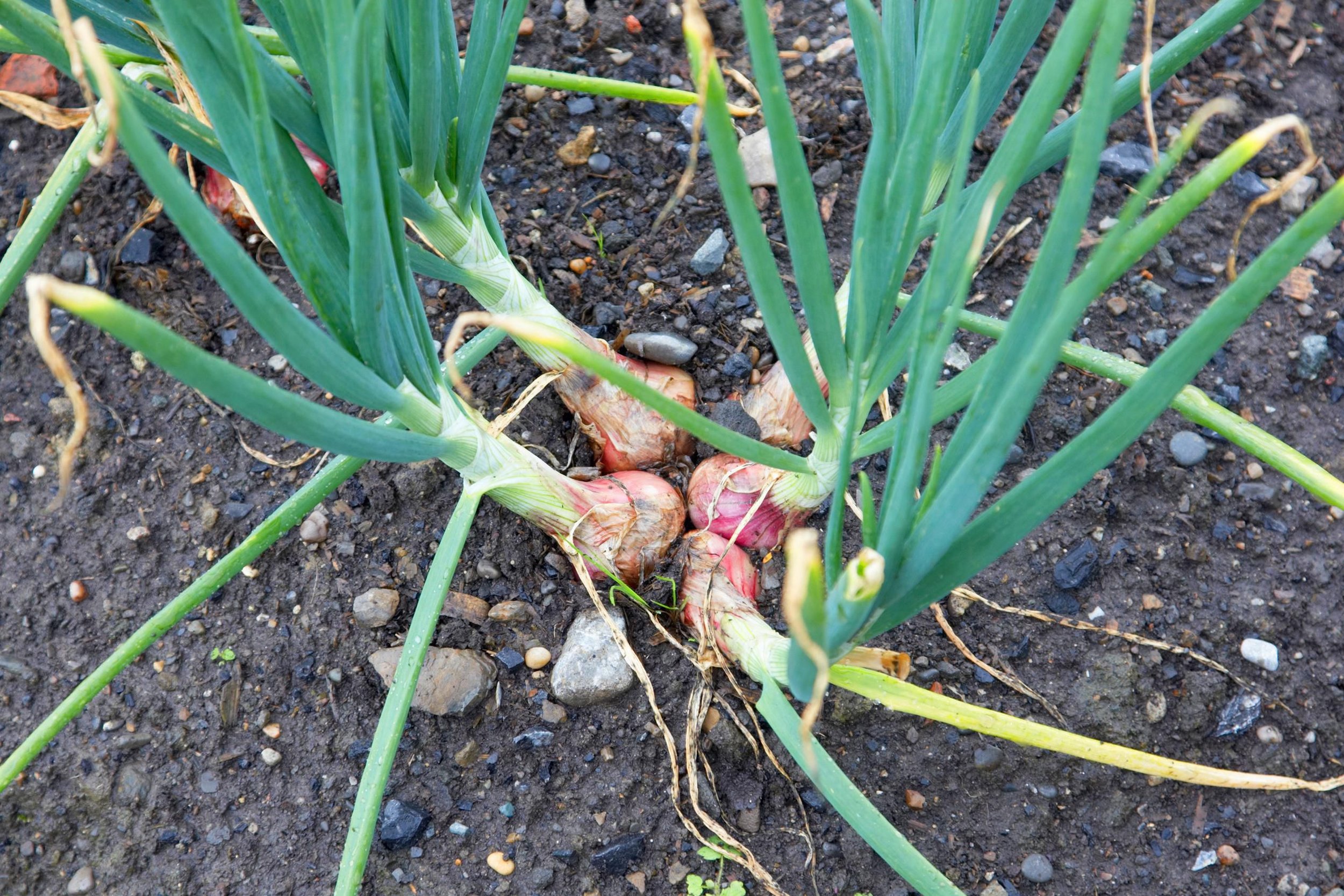 How to prepare shallots