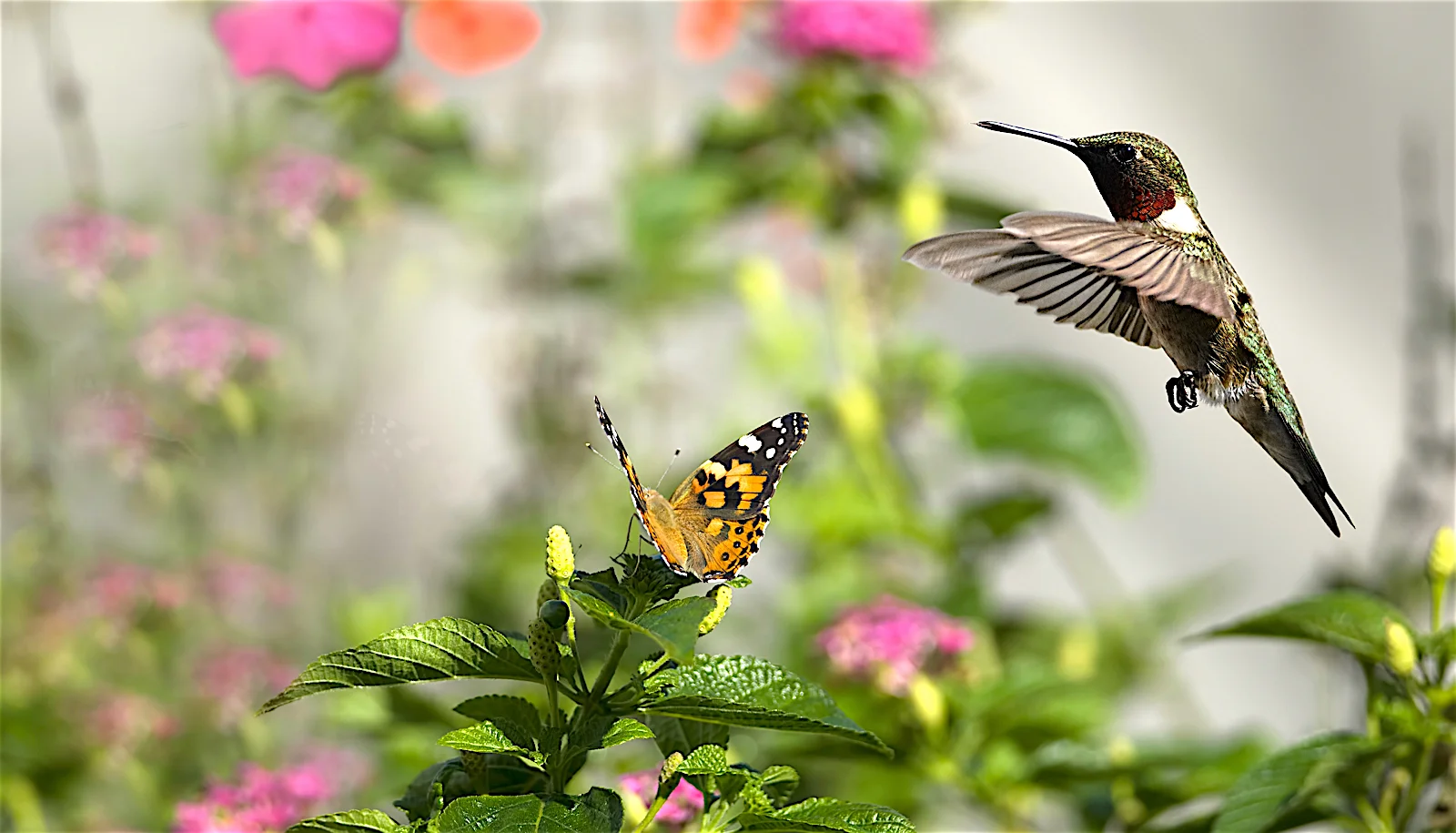 perennials-for-hummingbirds-and-butterflies.jpg