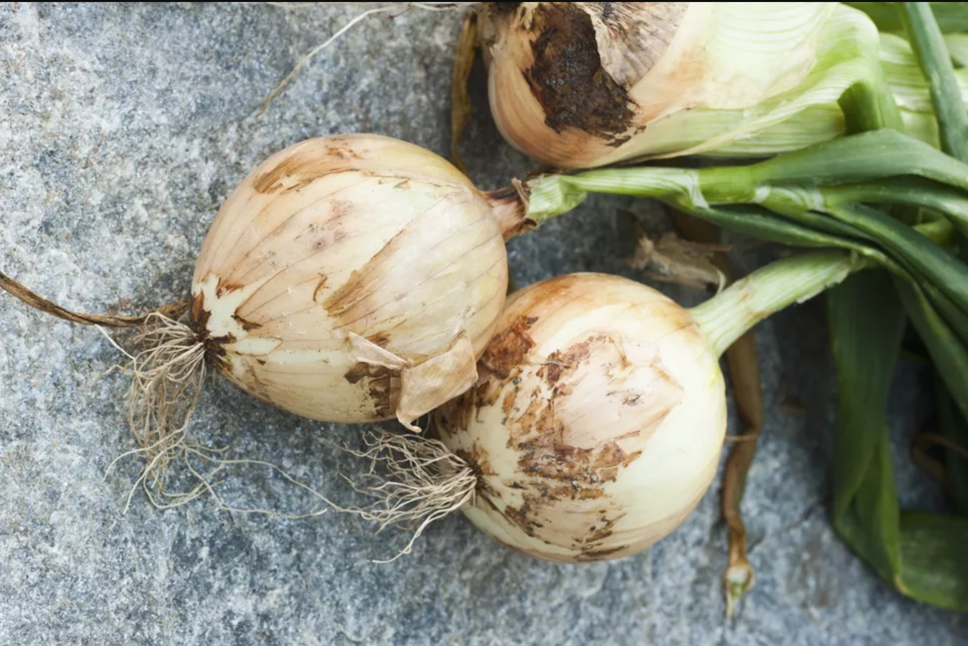 growing-sweet-onions.png