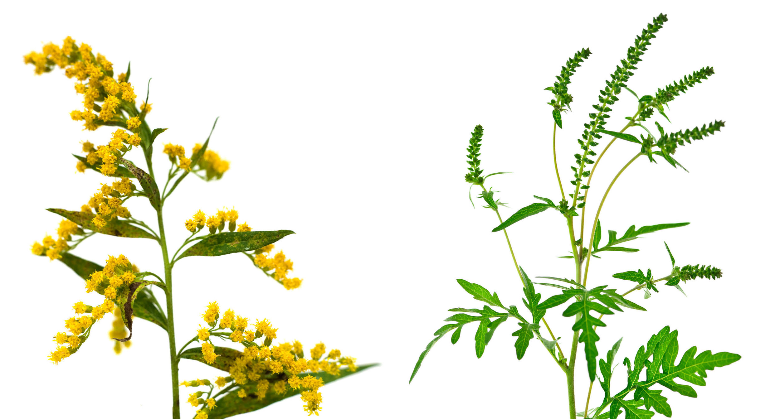 Ragweed Goldenrod The Forest Flower