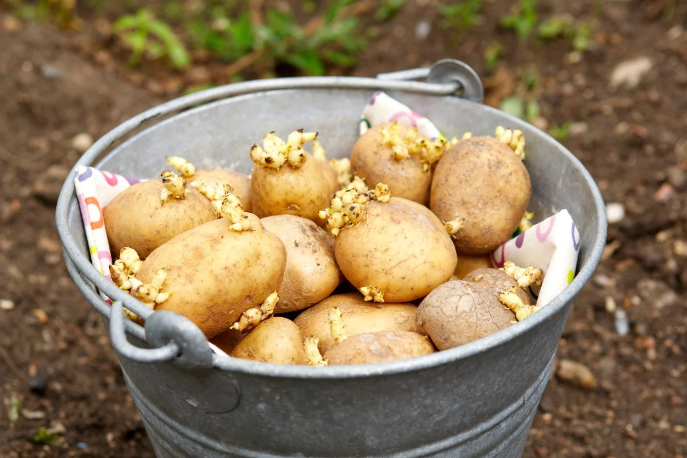 growing-seed-potatoes.jpg