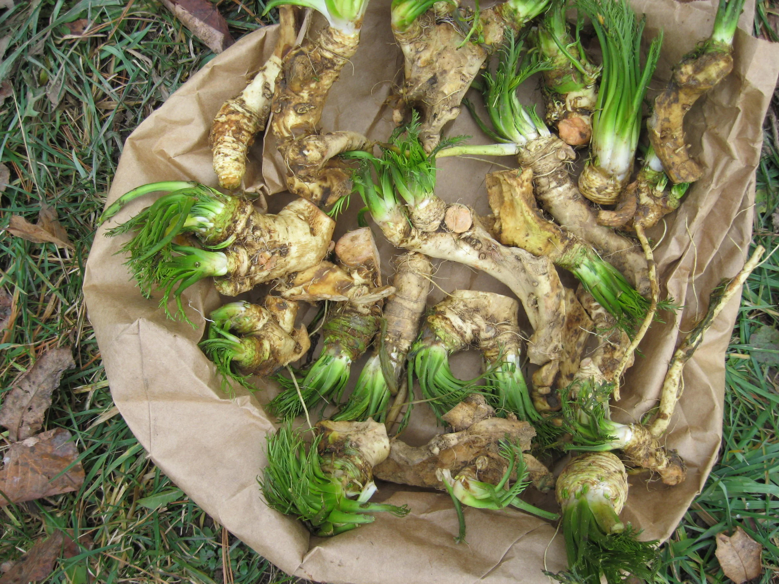 growing-horseradish.jpg