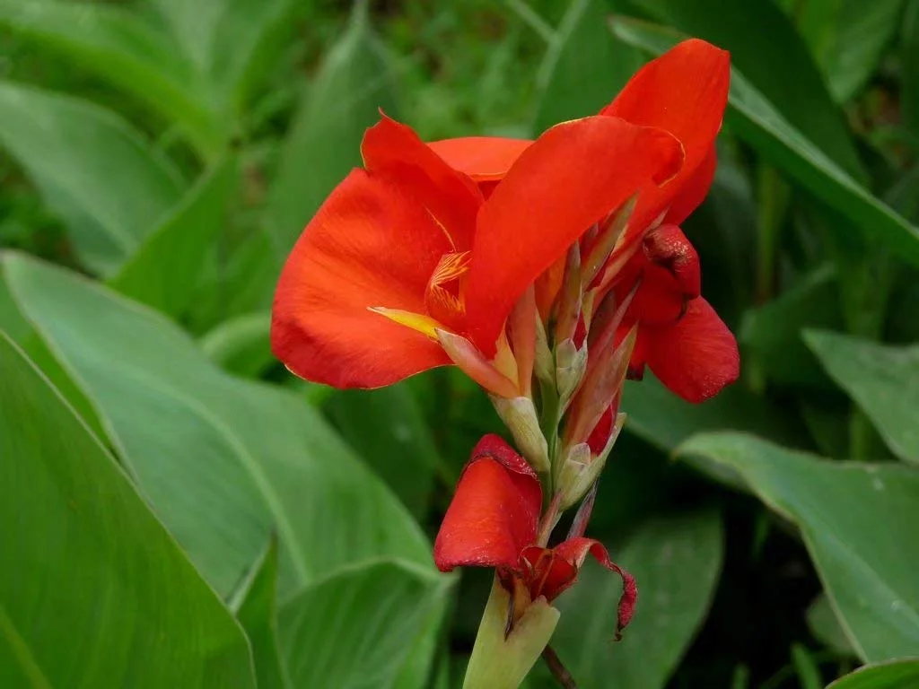 growing-cannas.jpg