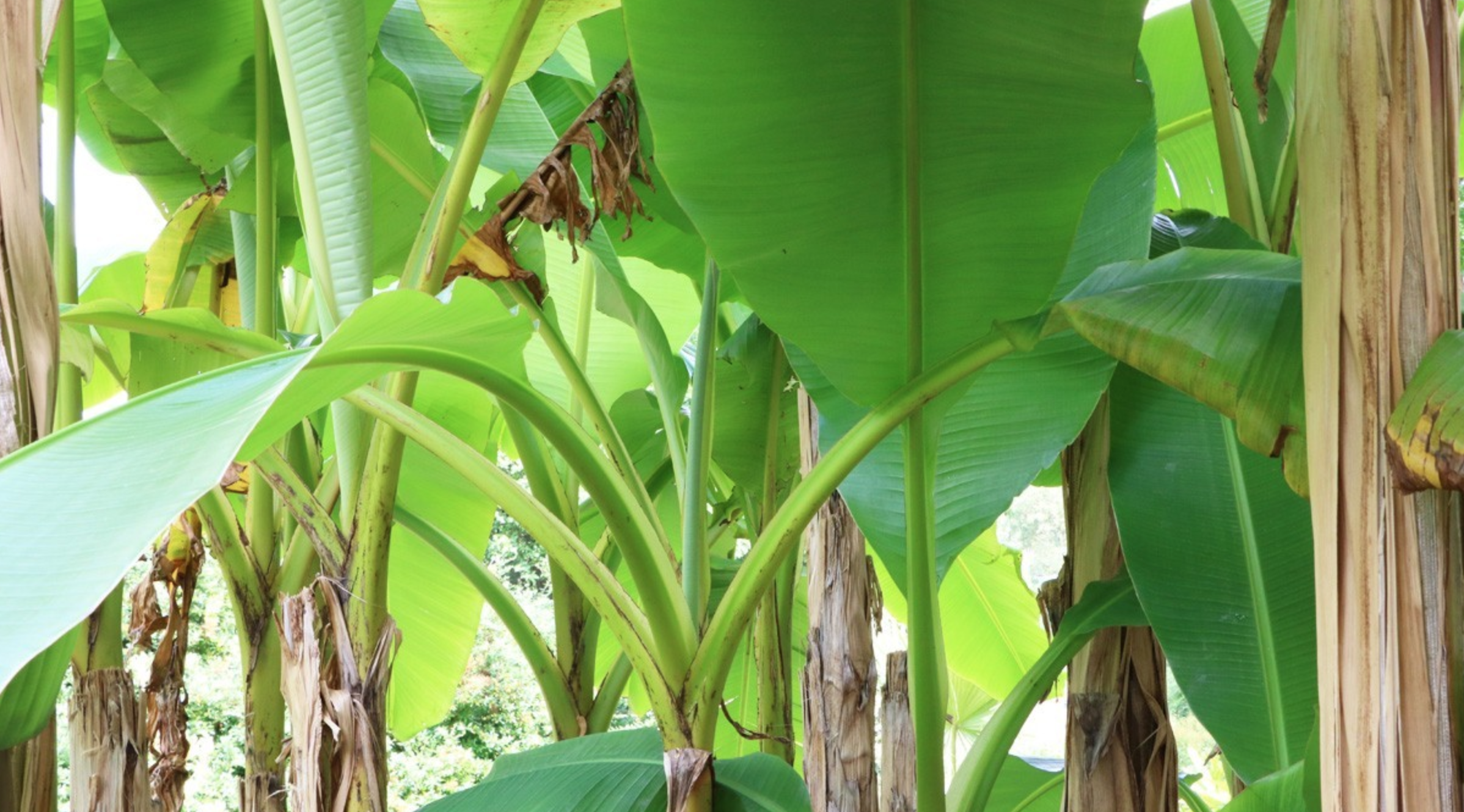 Growing-Hardy-Banana-Trees.png
