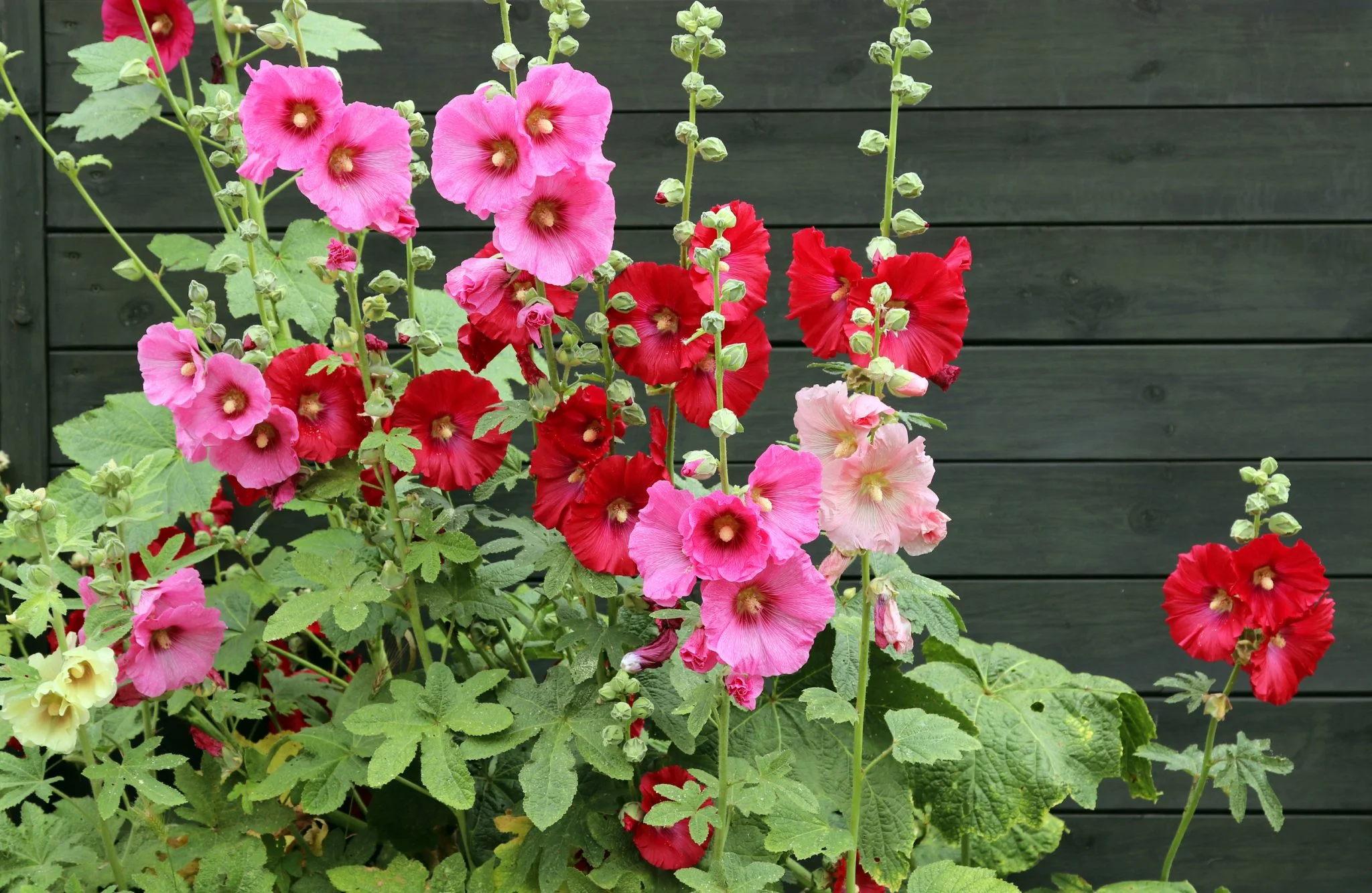 Growing Hollyhocks The Forest Flower