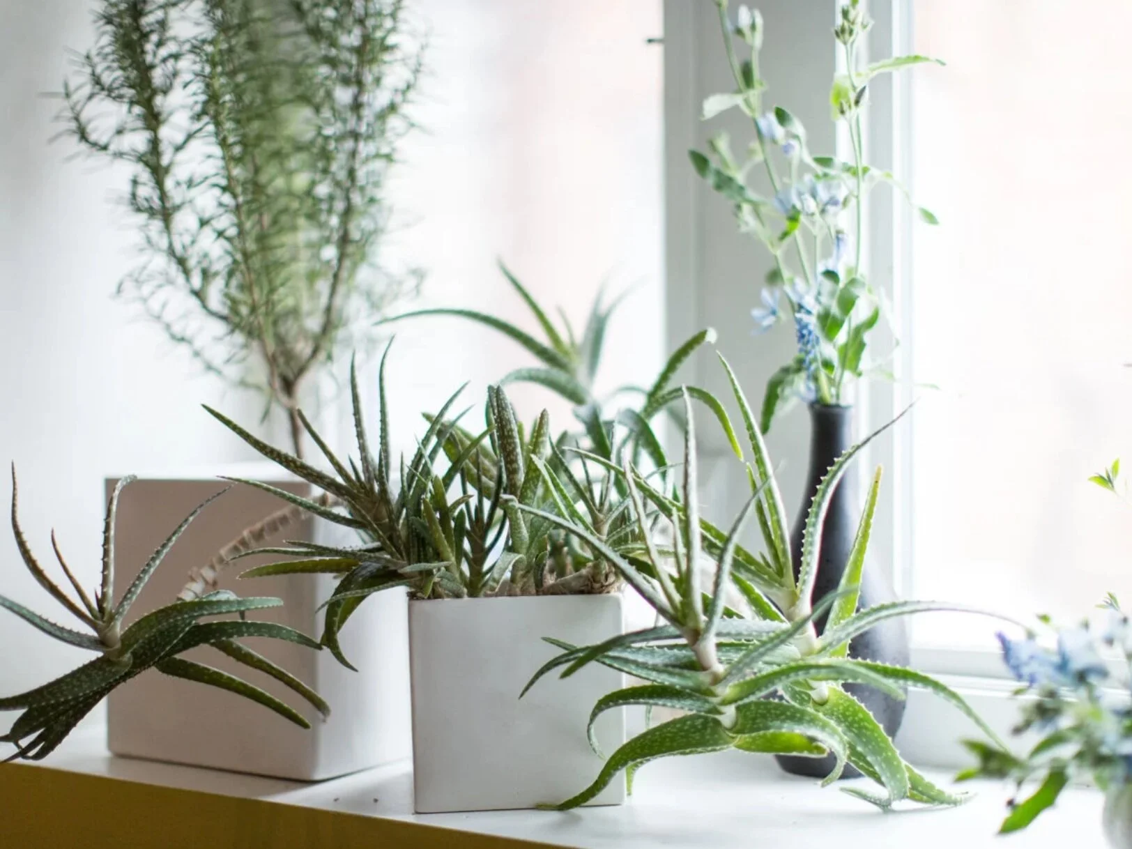 Хлорофитум филодендрон. Увлажнение воздуха растениями. Популярные комнатные растения. Цветок в горшке очищающее воздух. Много комнатных растений.