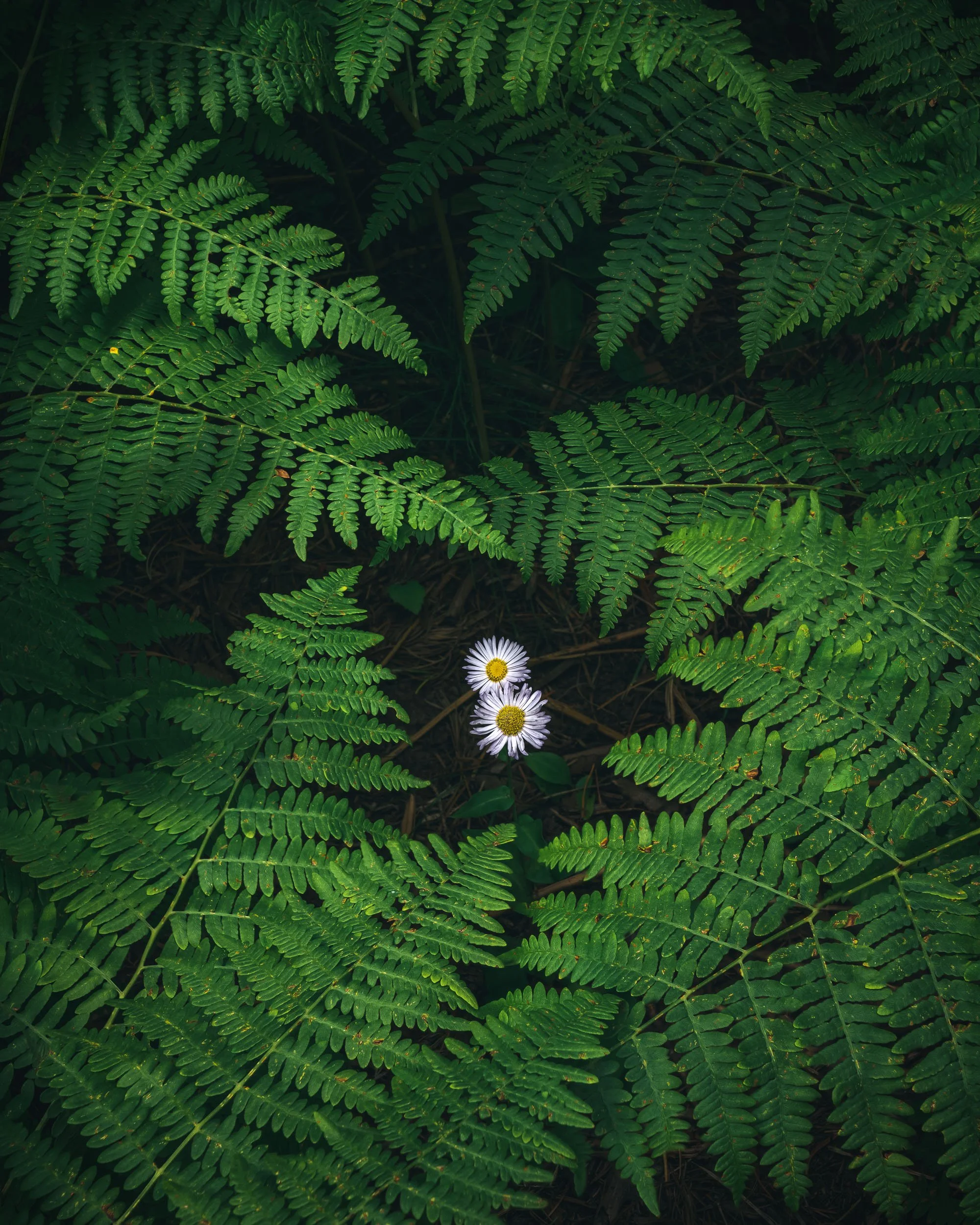 Alfredo Mora Photography New Releases-211.jpg