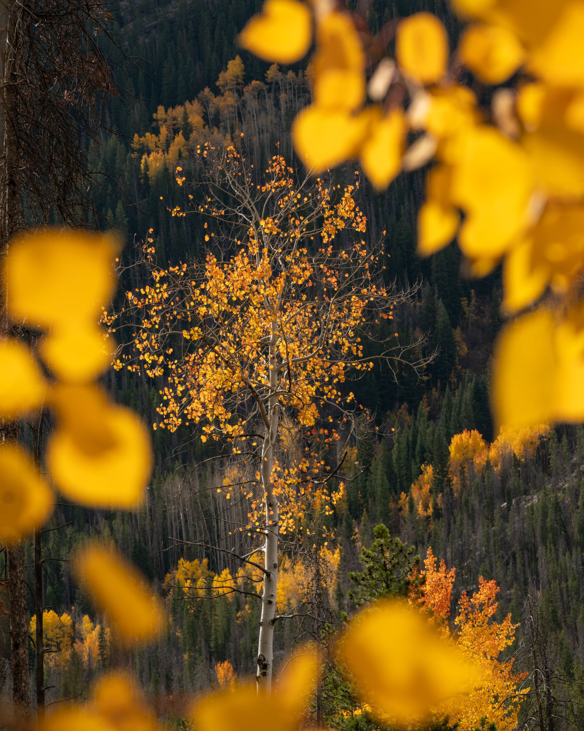 Alfredo Mora Photography New Releases-307.jpg