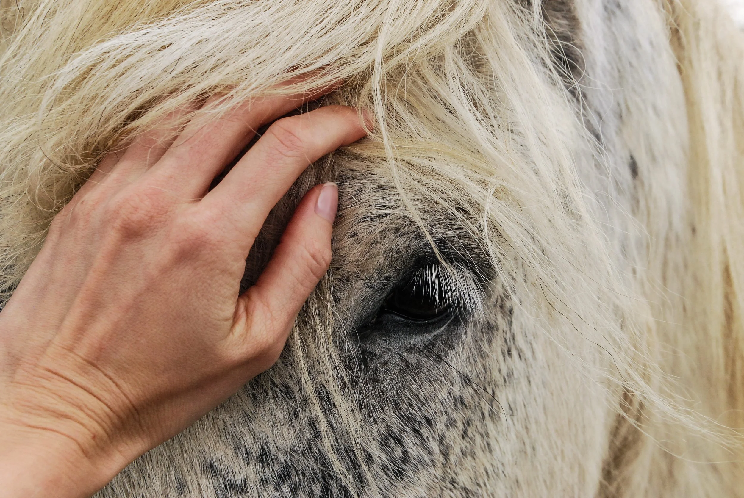 adorable-affection-animal-614521.jpg