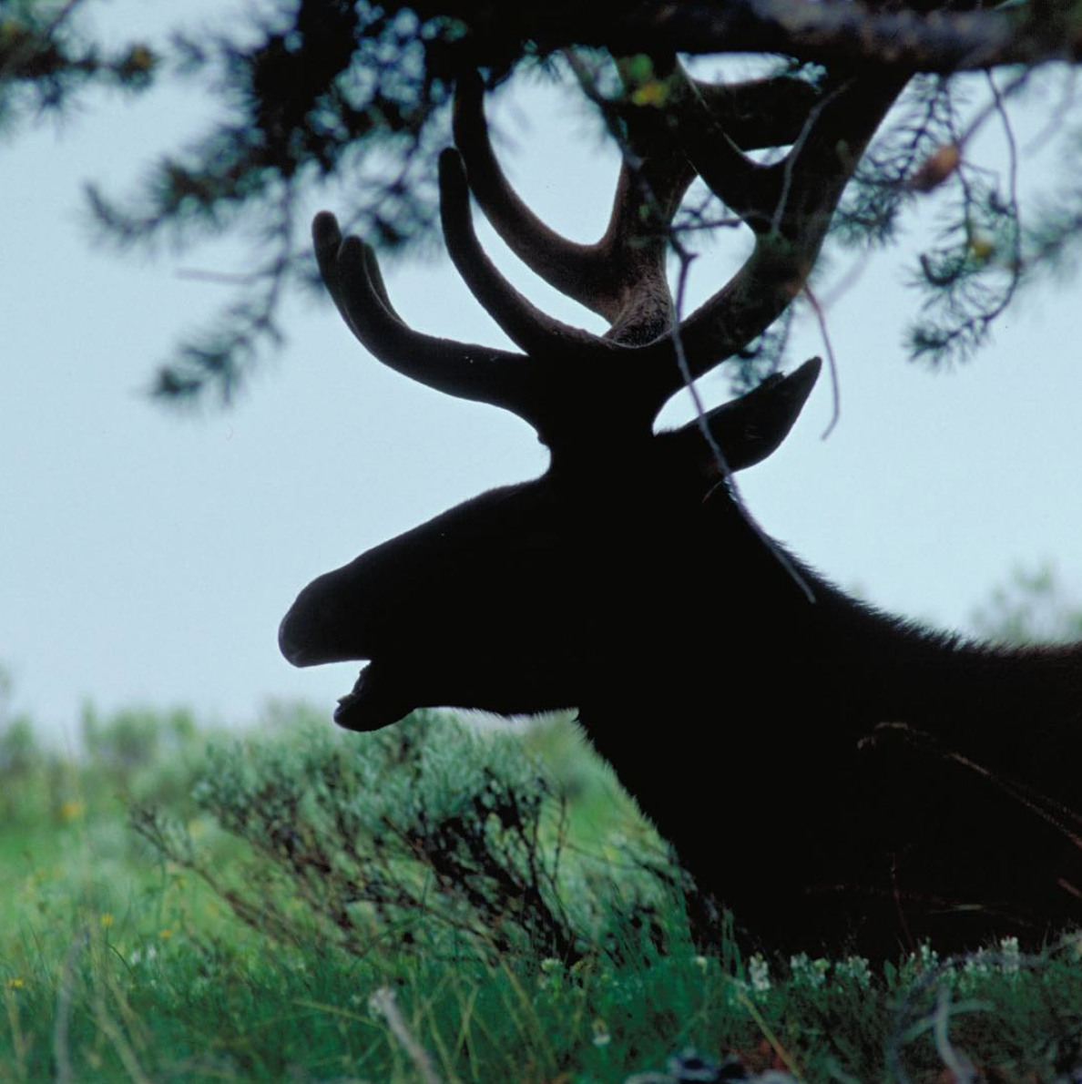 Yellowstone National Park- Elk in the shade