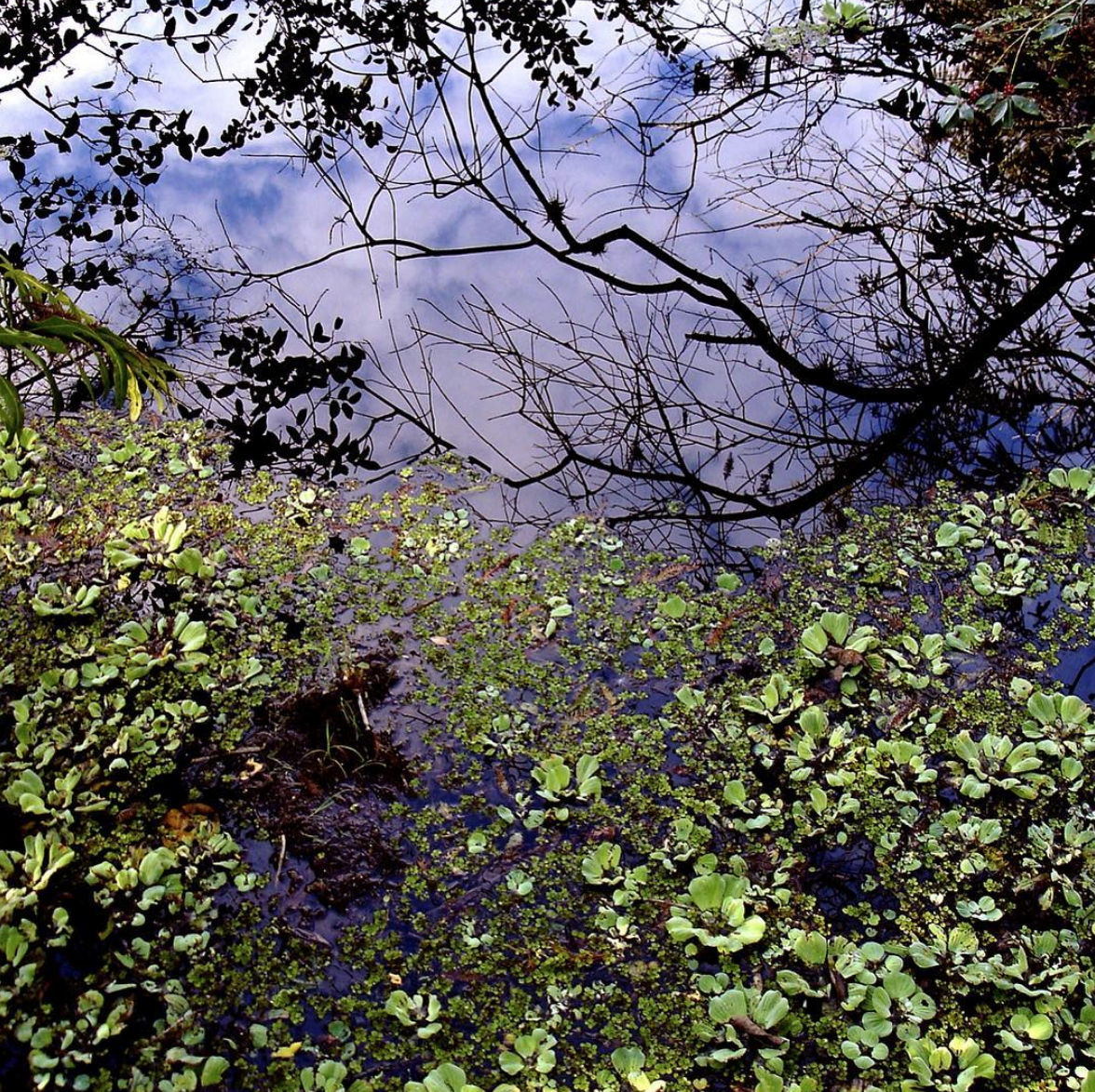 San Francisco,CA- Sky reflected in pond at Nature Garden