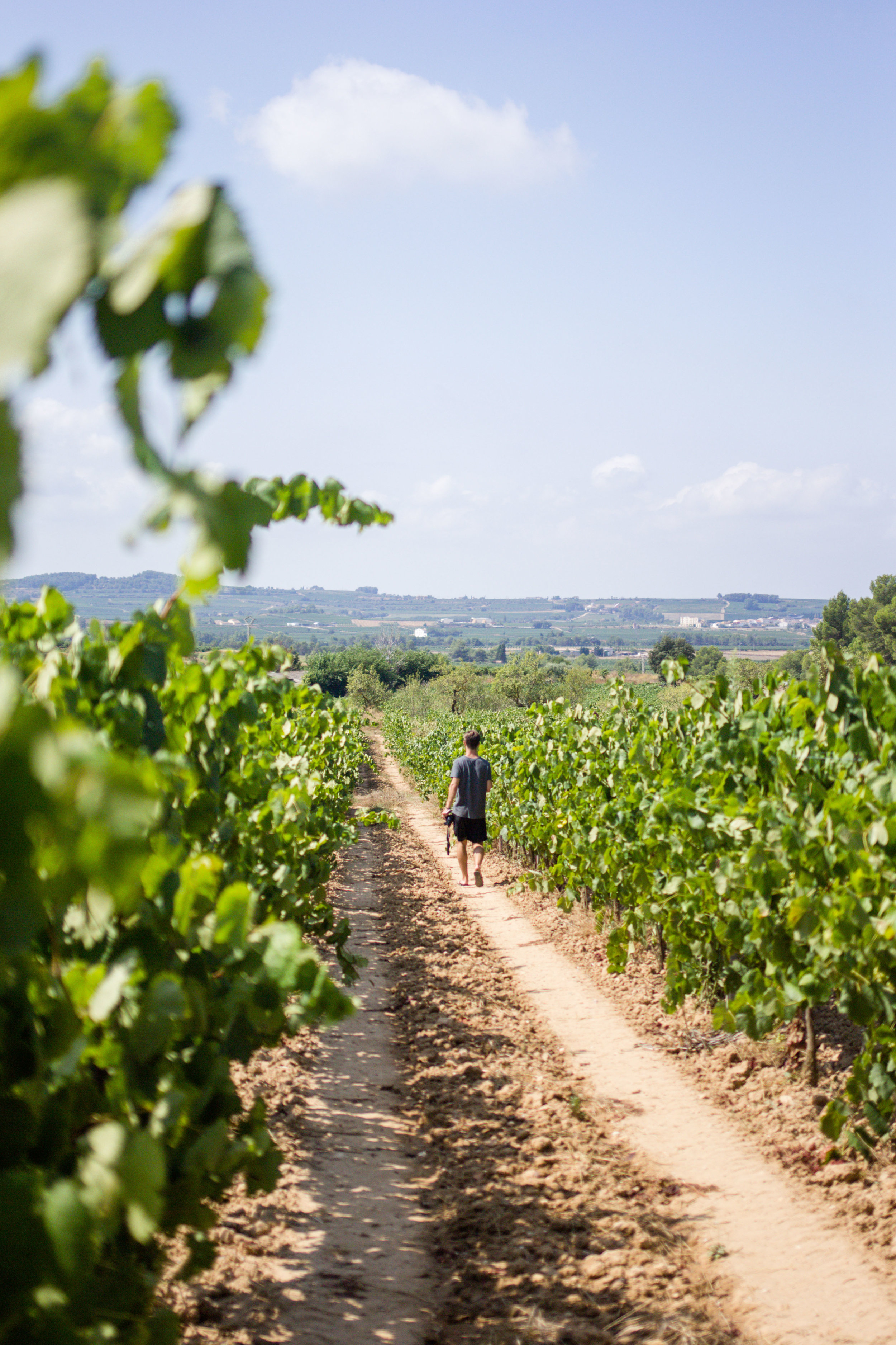 Person taking a walk in the vineyard on a sunny day