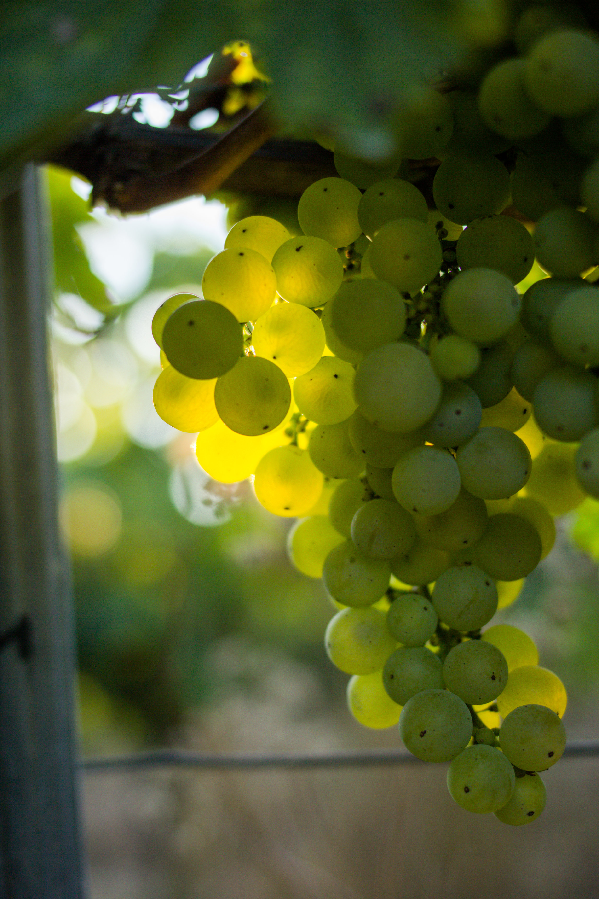 Sun shines through a bunch of grapes on the vine