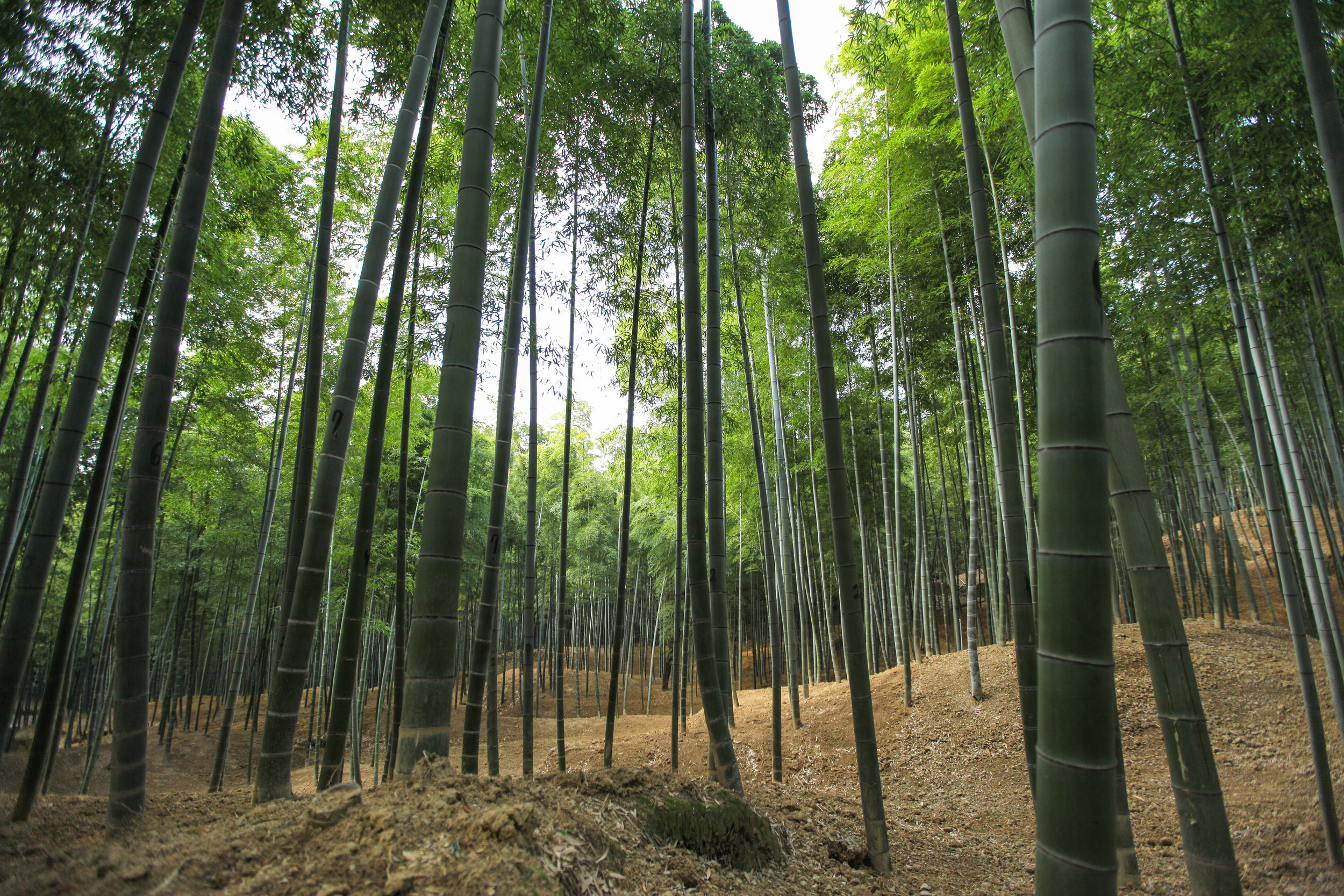 The bamboo grove
